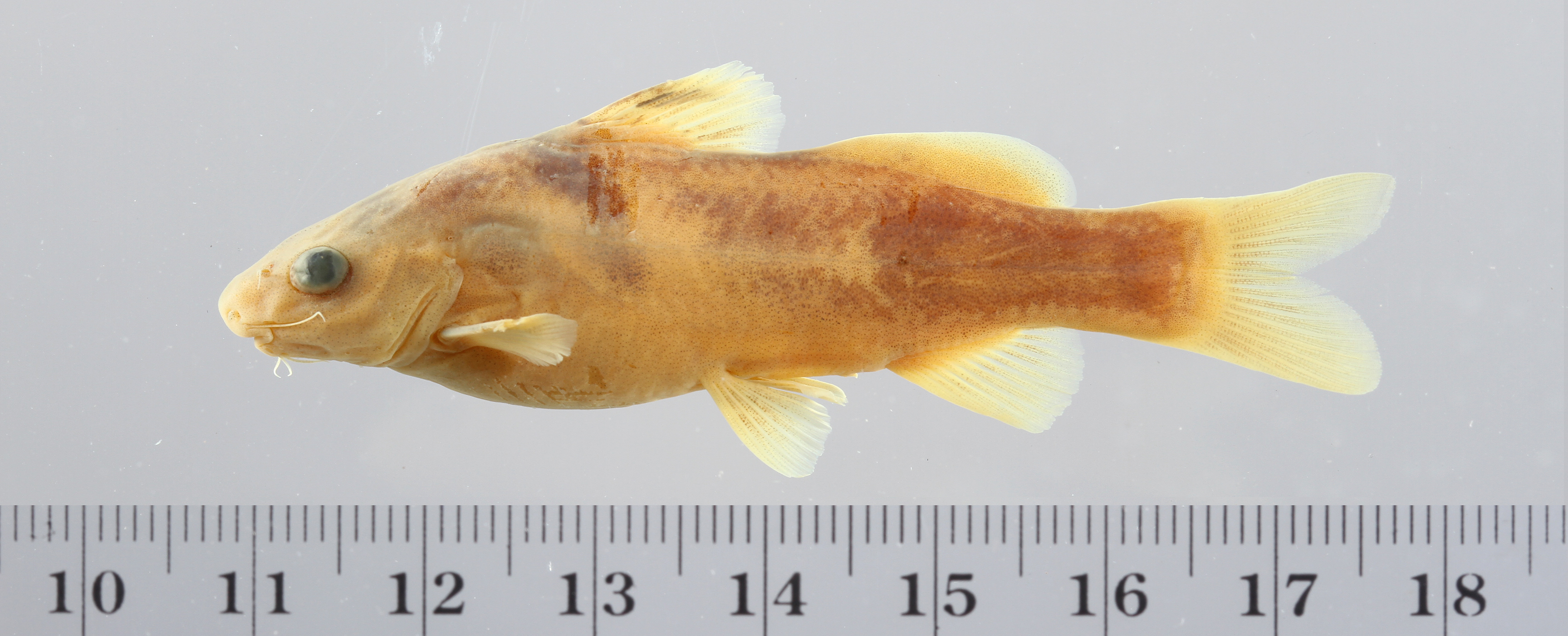 Batasio tigrinus
