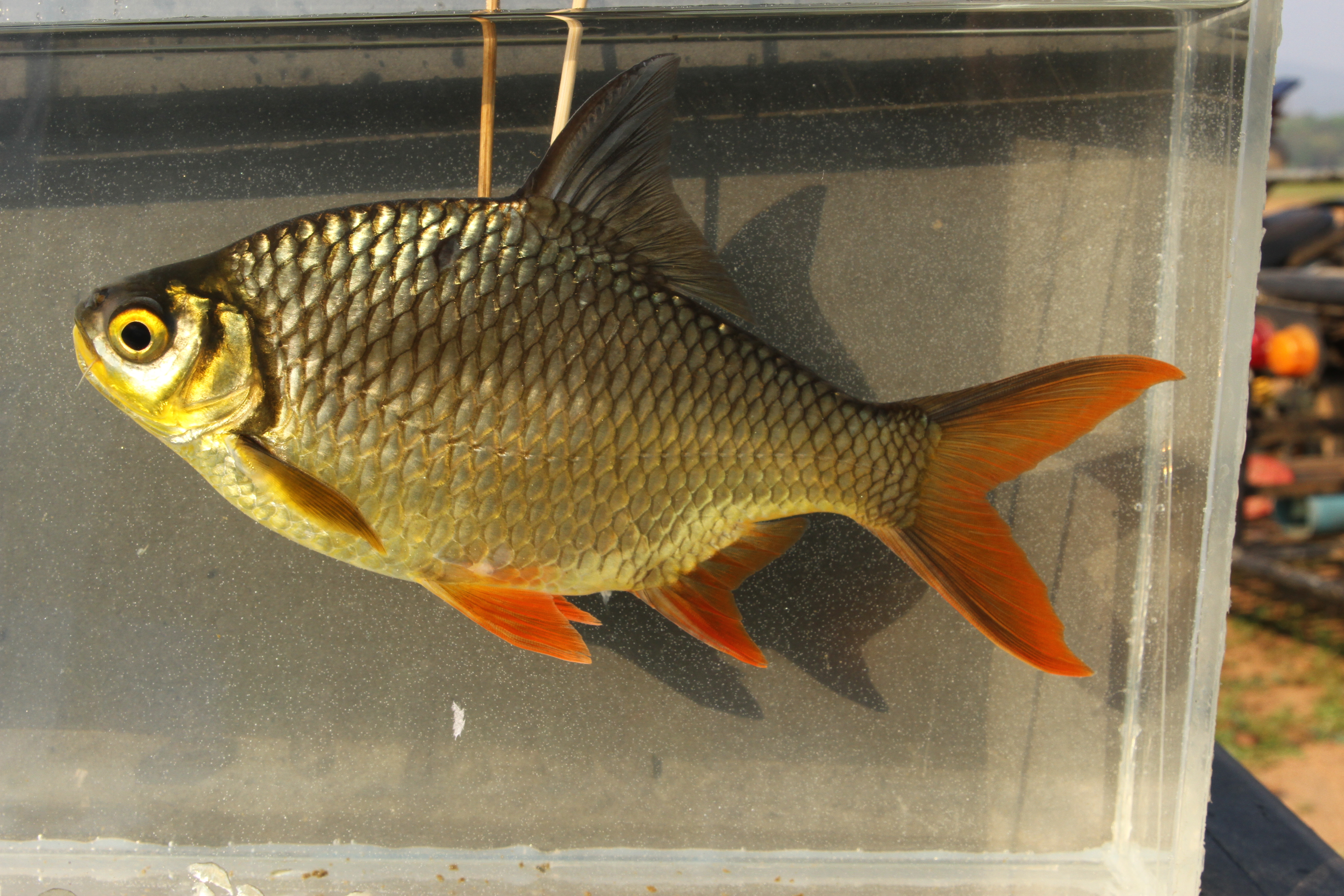 Roodstaart-tinfoilbarbeel (Barbonymus altus) — Cyprinidae — 5
