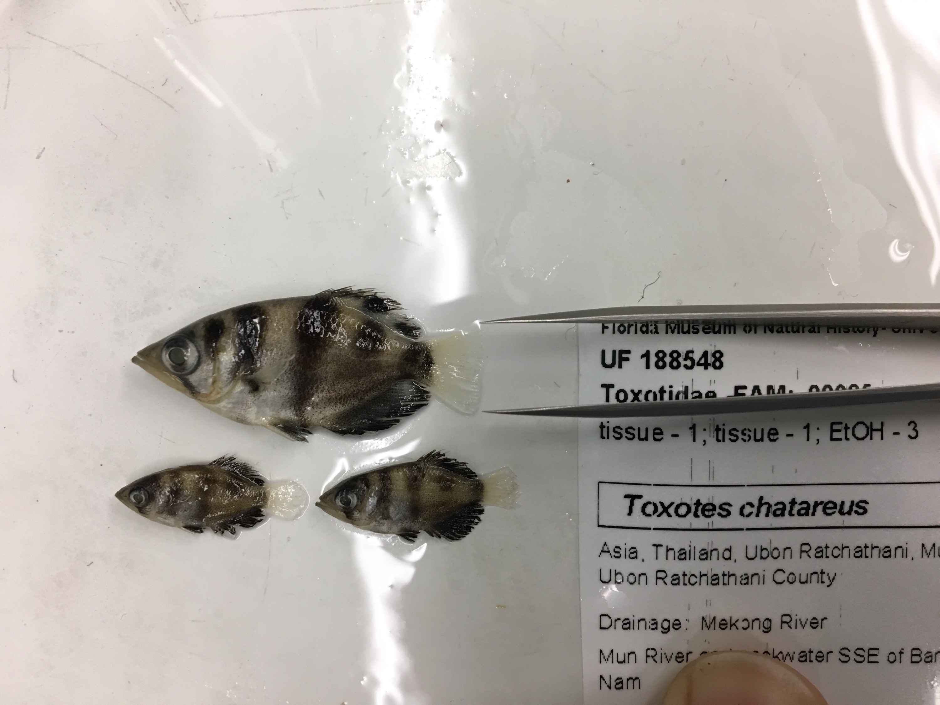 Toxotes chatareus