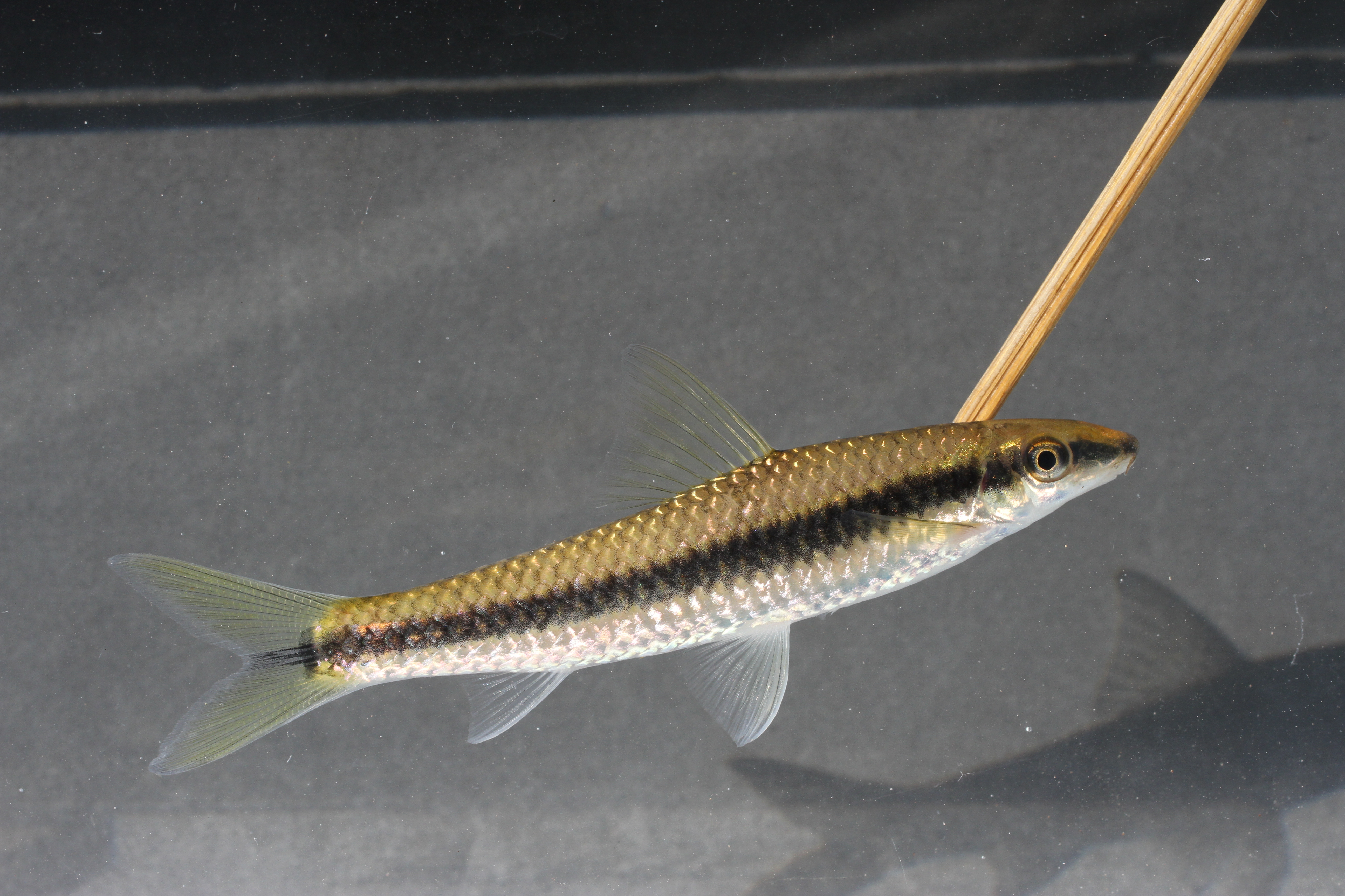 Siamese algae eater (Crossocheilus oblongus) — Cyprinidae — 4