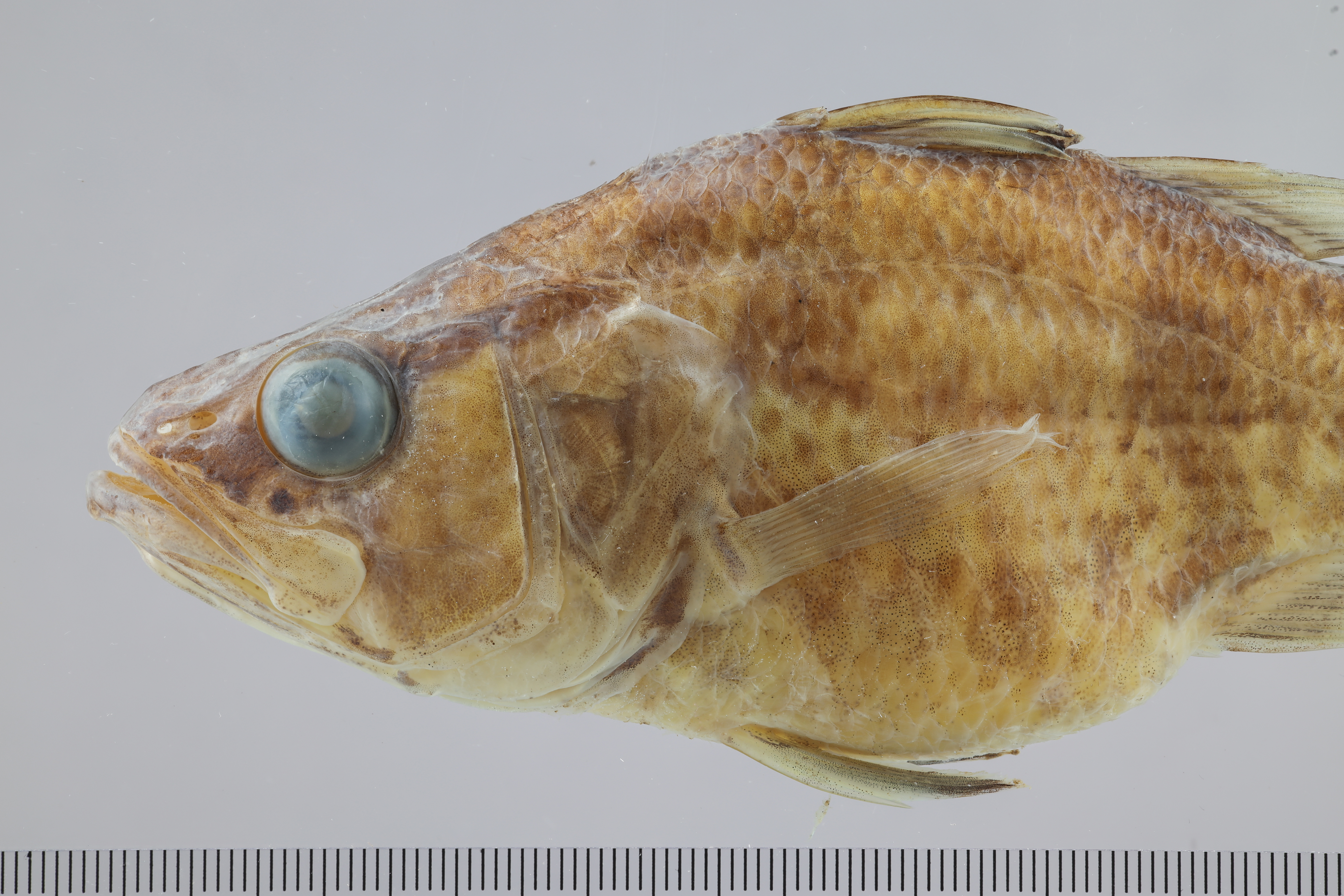Glossamia narindica