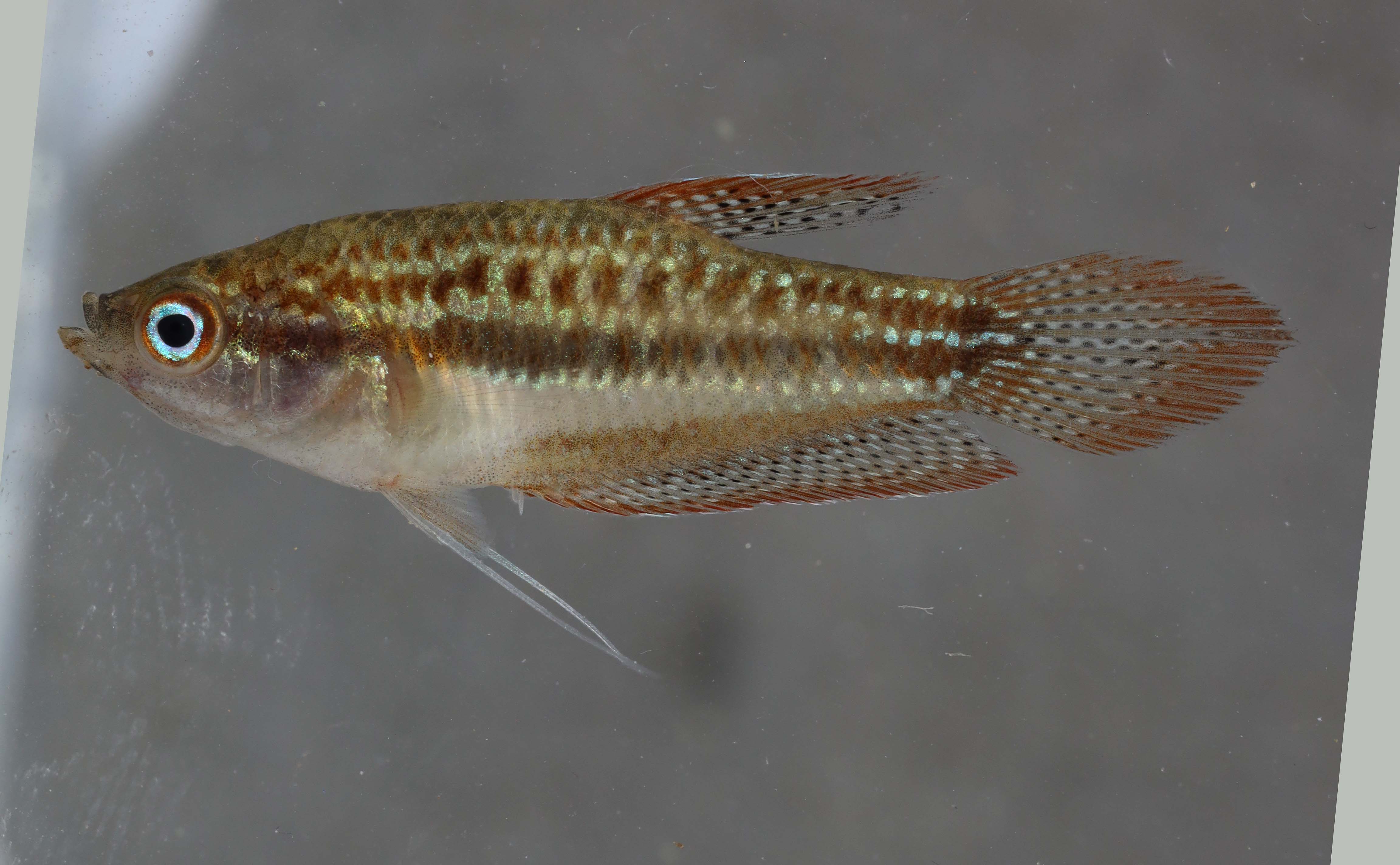 Sparkling gourami (Trichopsis pumila) — Osphronemidae — 2
