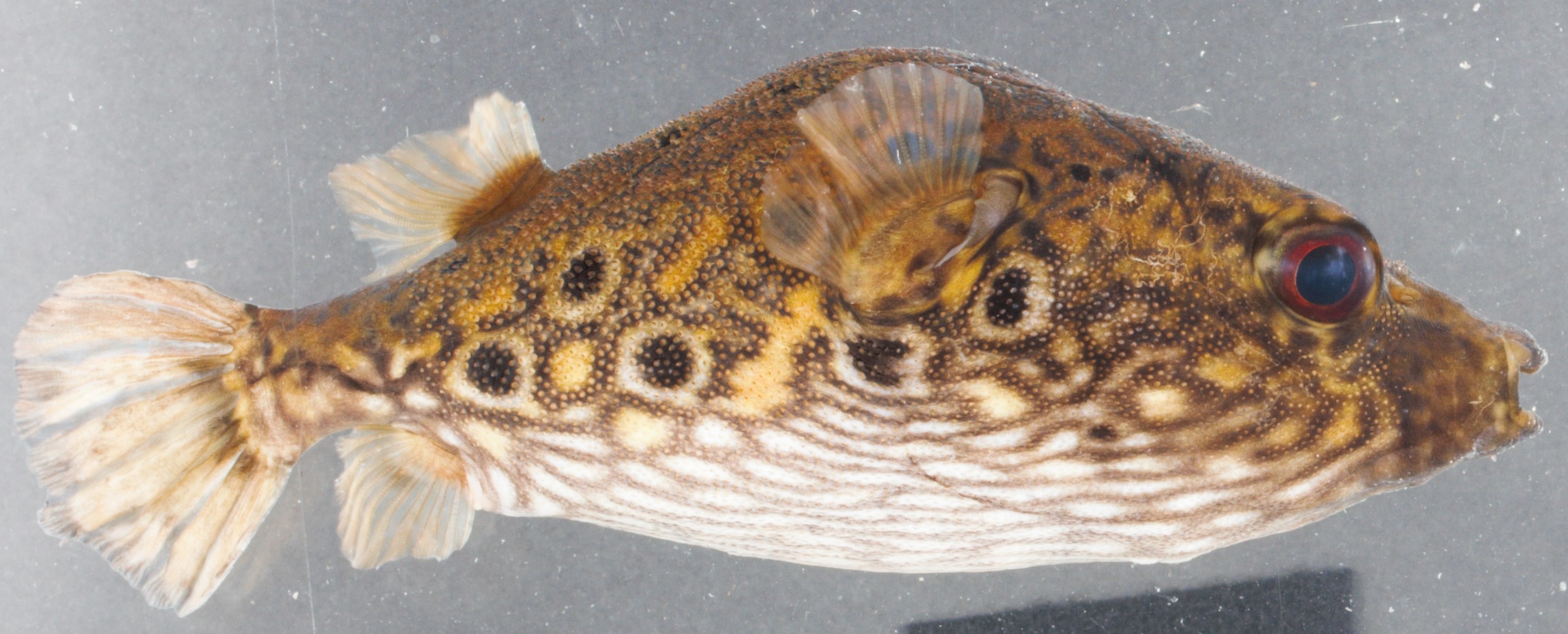 Humpback puffer (Pao palembangensis) — Tetraodontidae