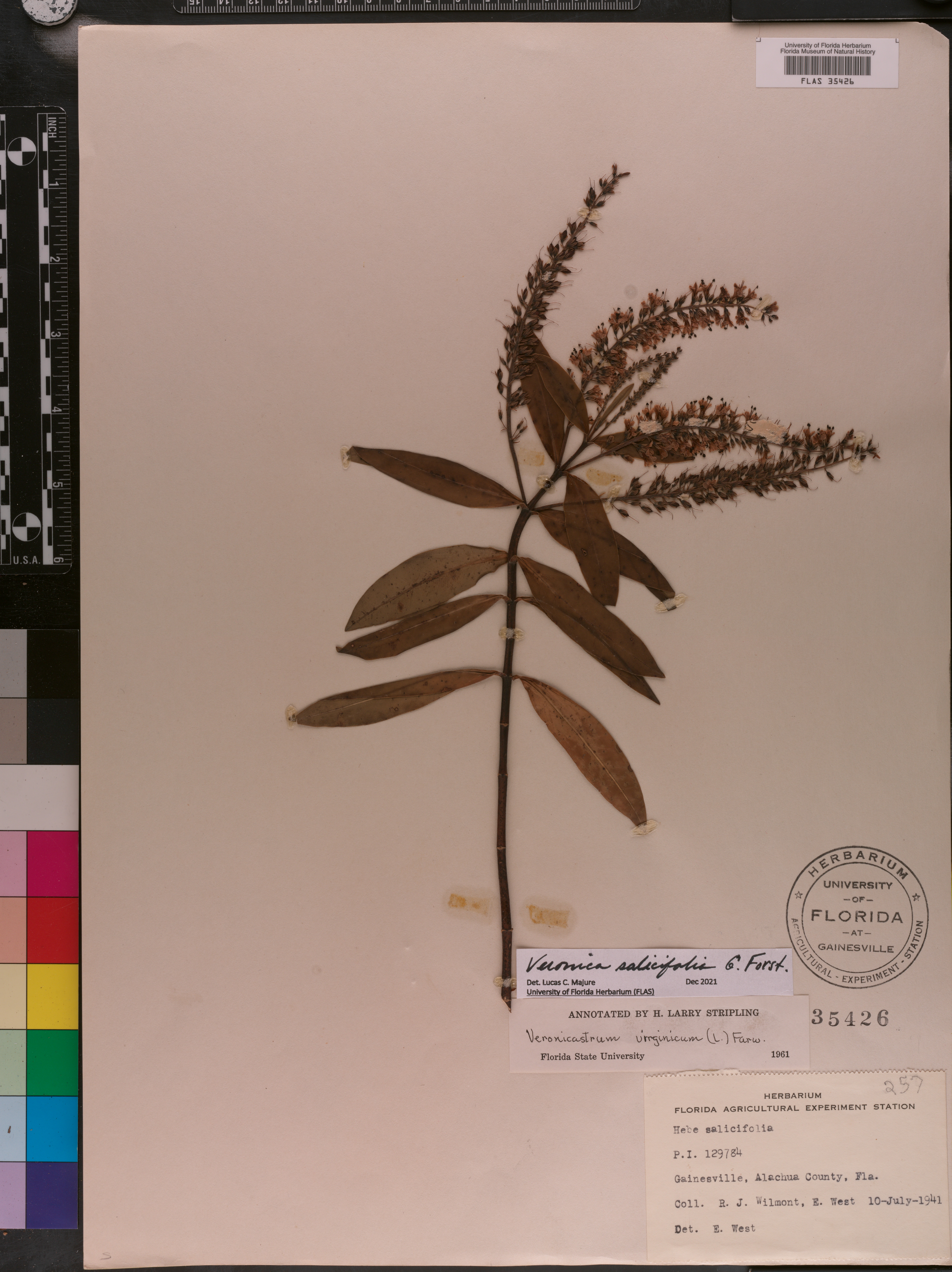 Veronica salicifolia image