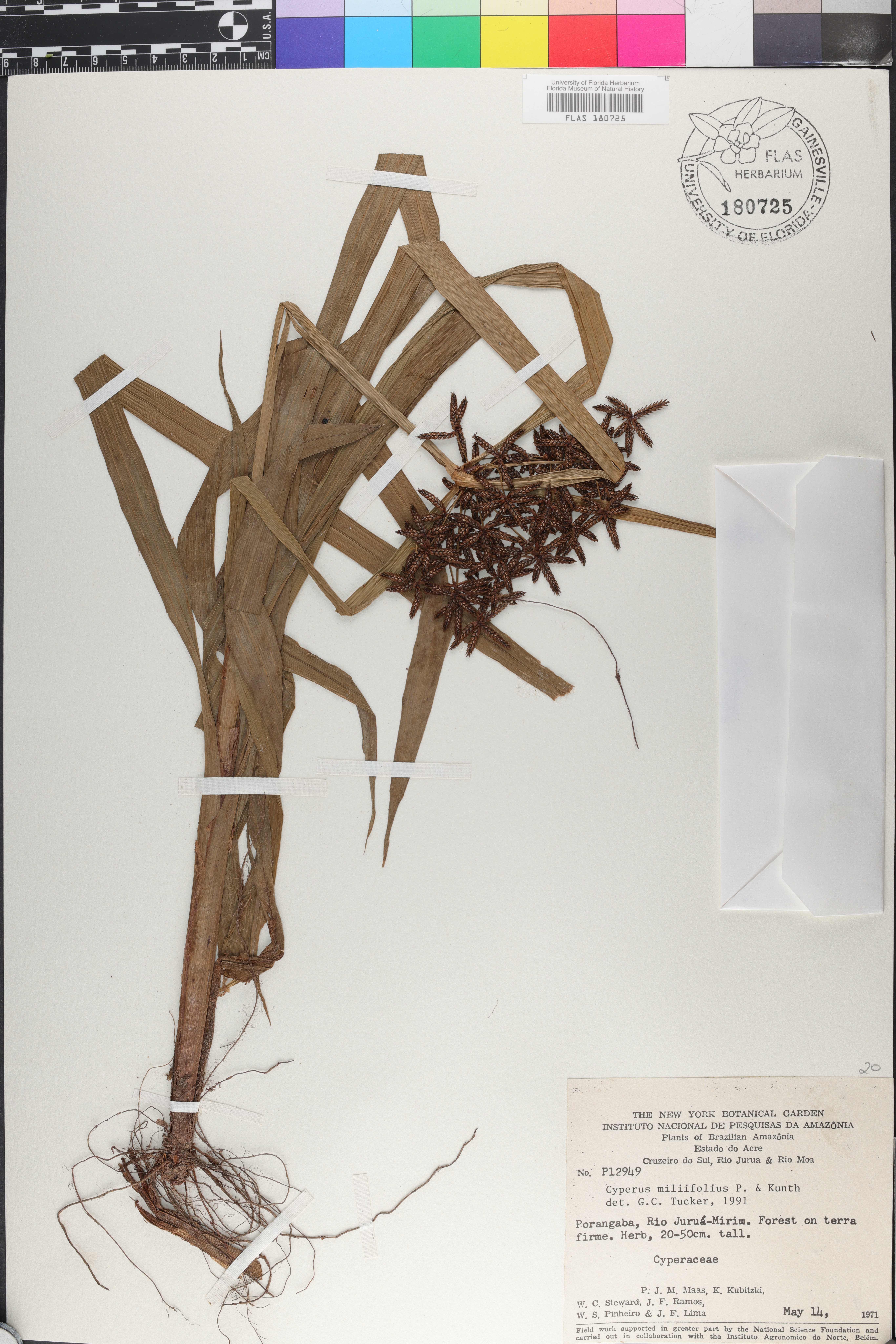 Cyperus miliifolius image
