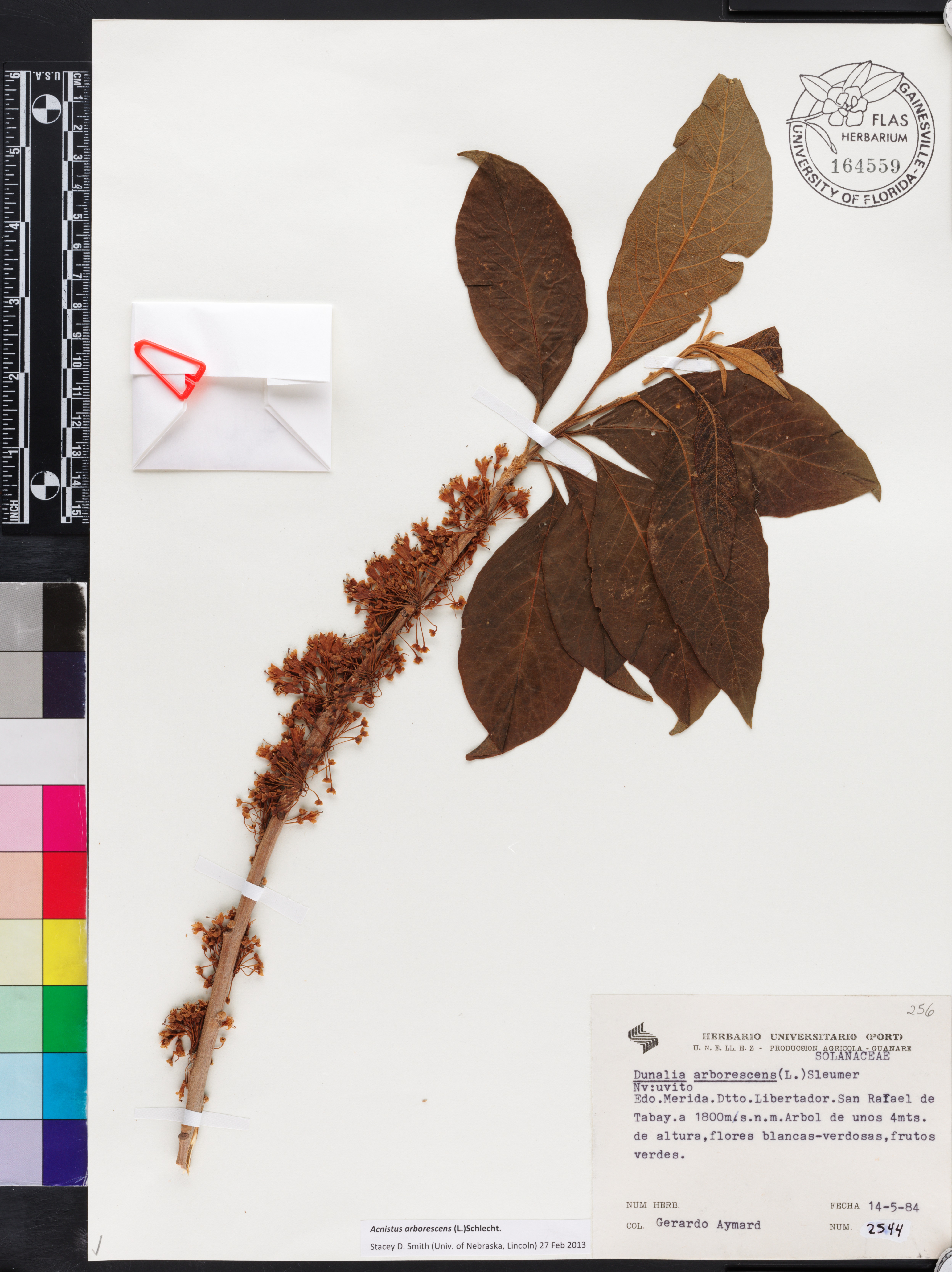 Acnistus arborescens image