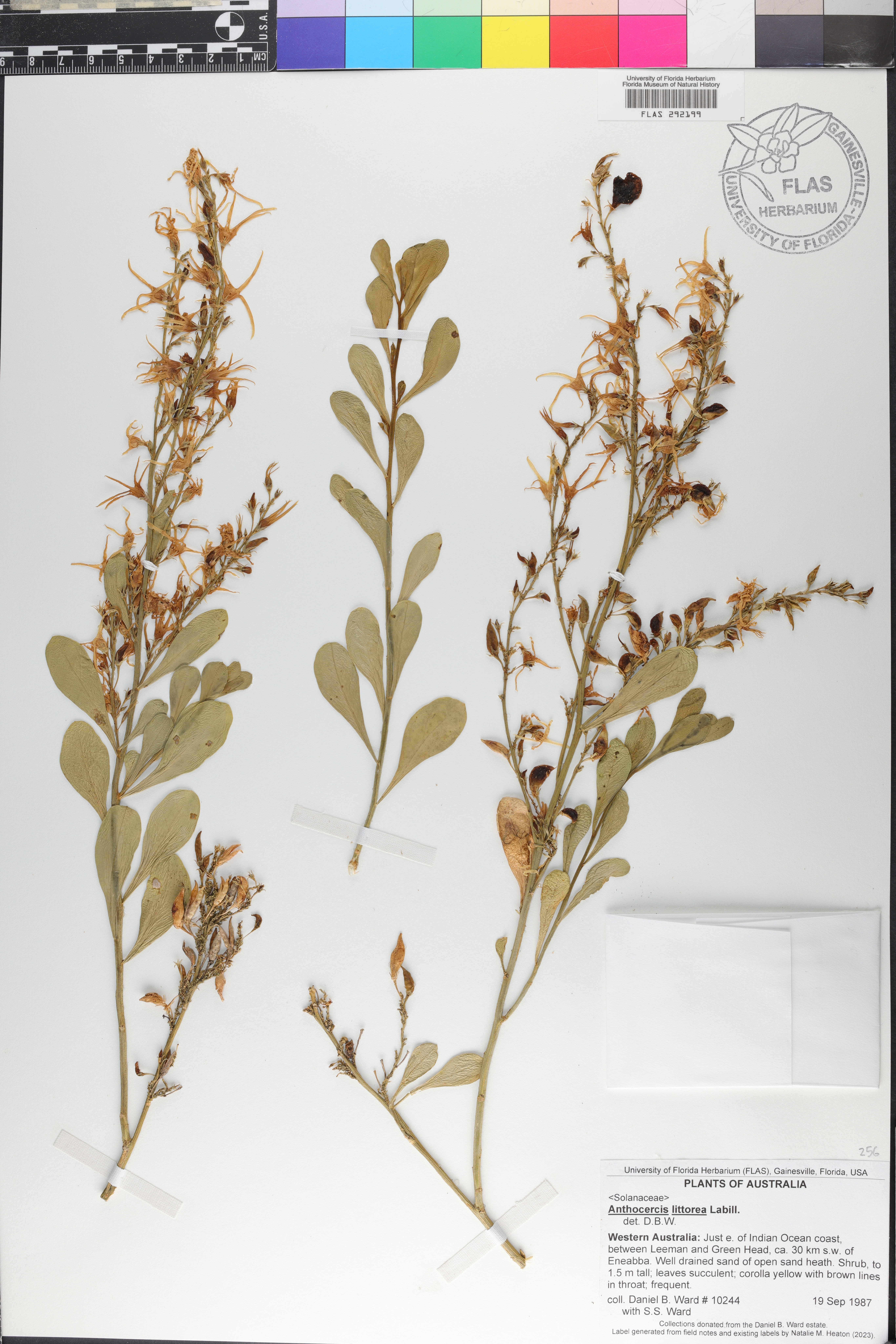 Anthocercis image