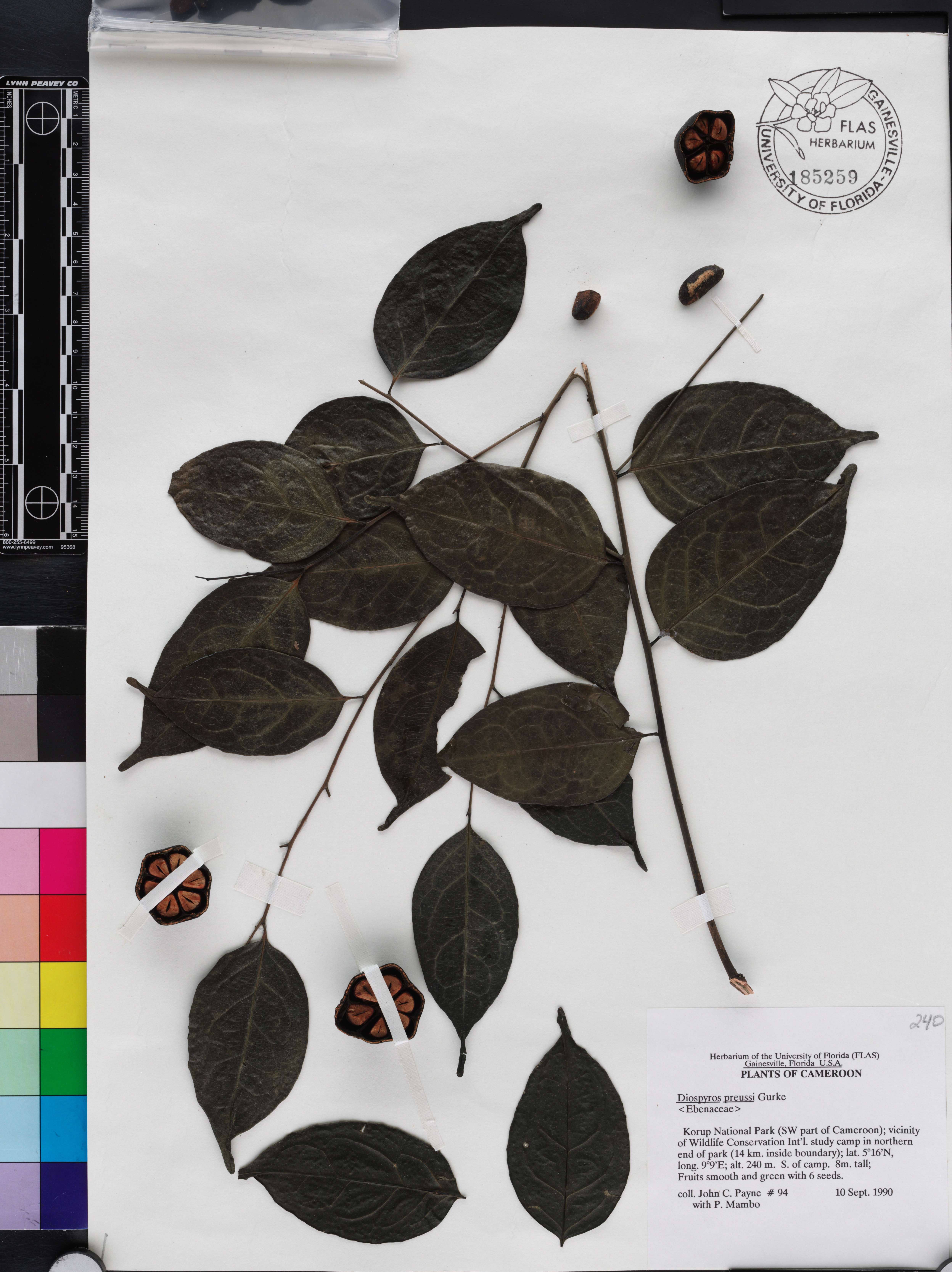 Diospyros preussii image