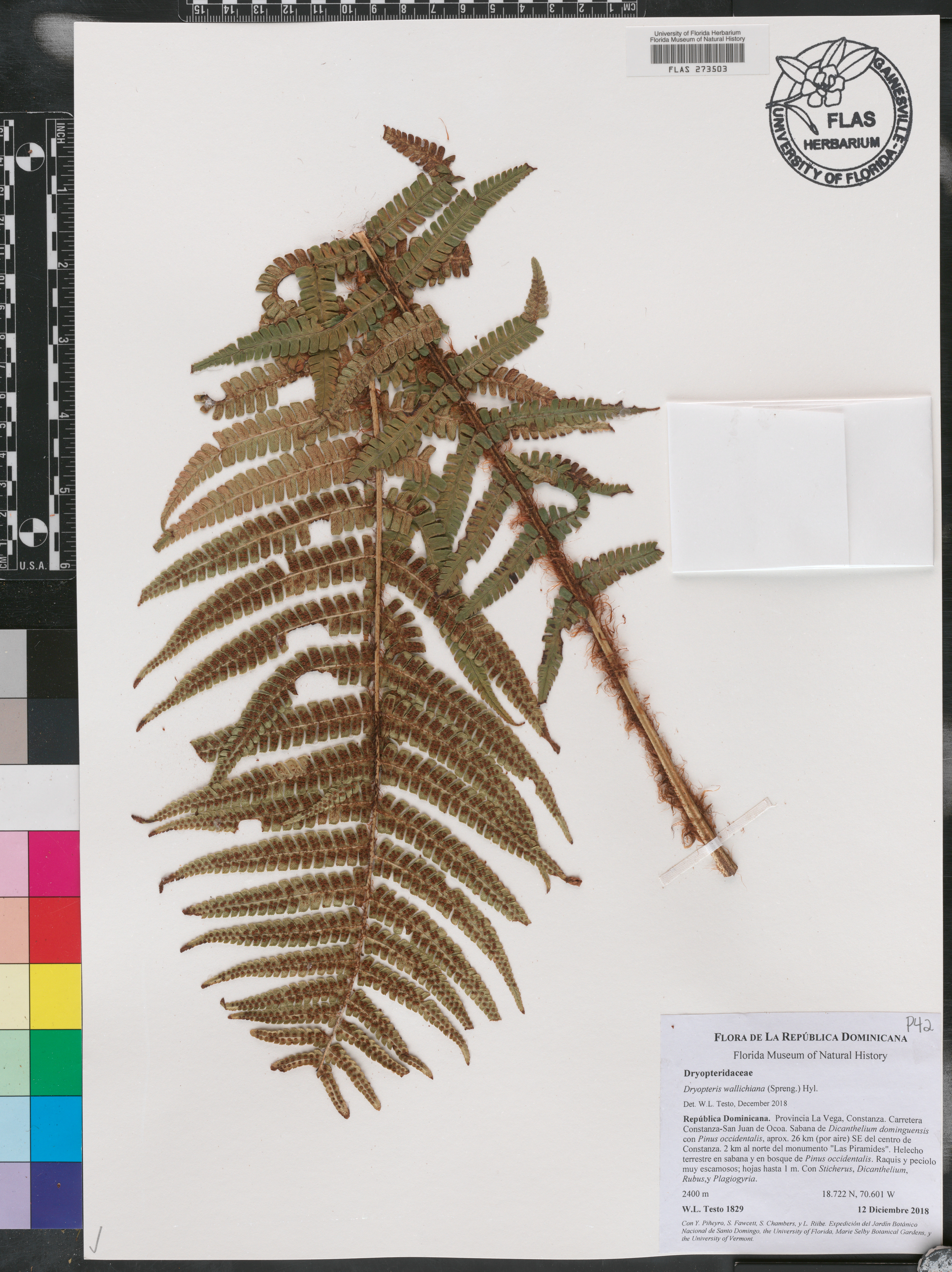 Dryopteris wallichiana image