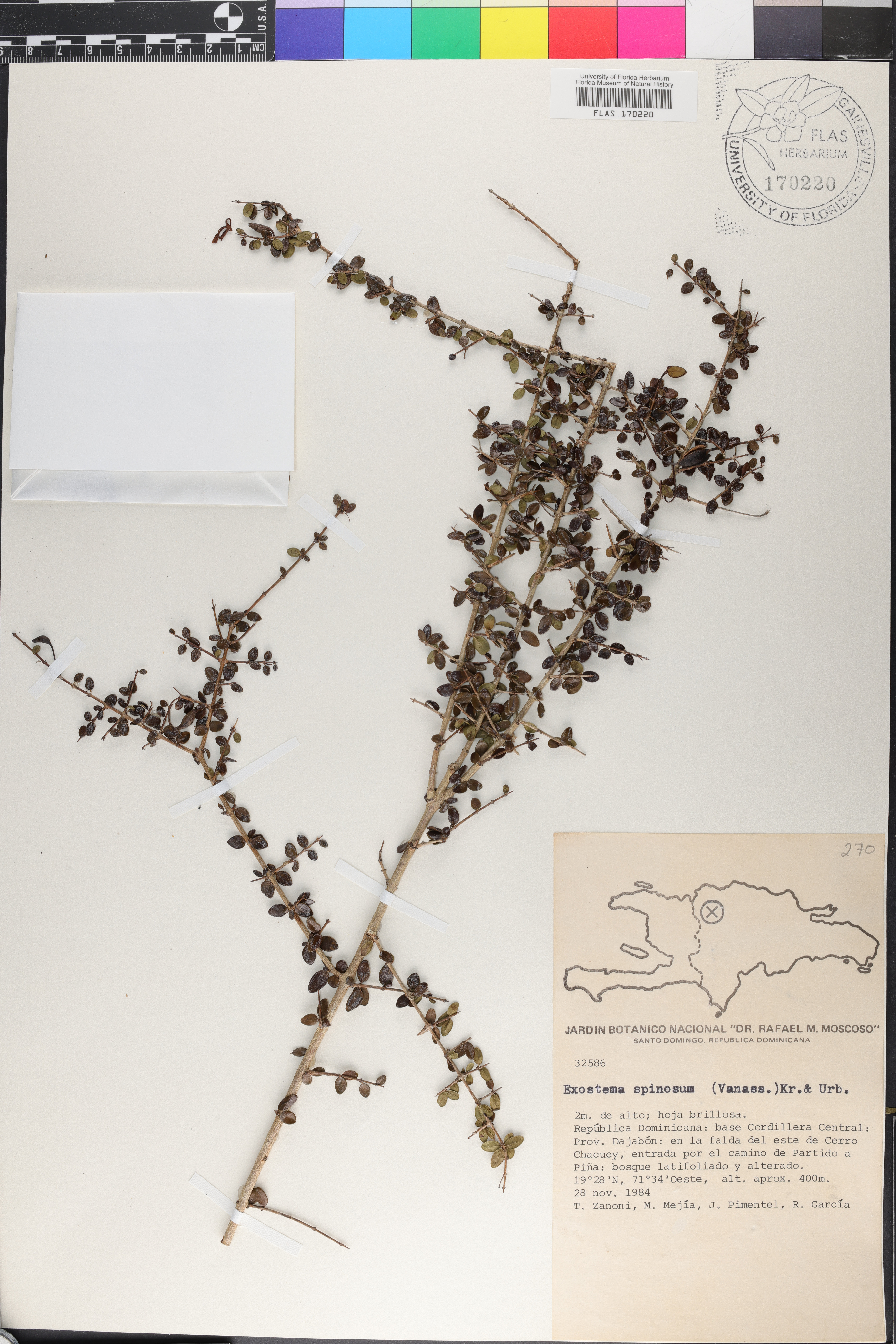 Exostema spinosum image