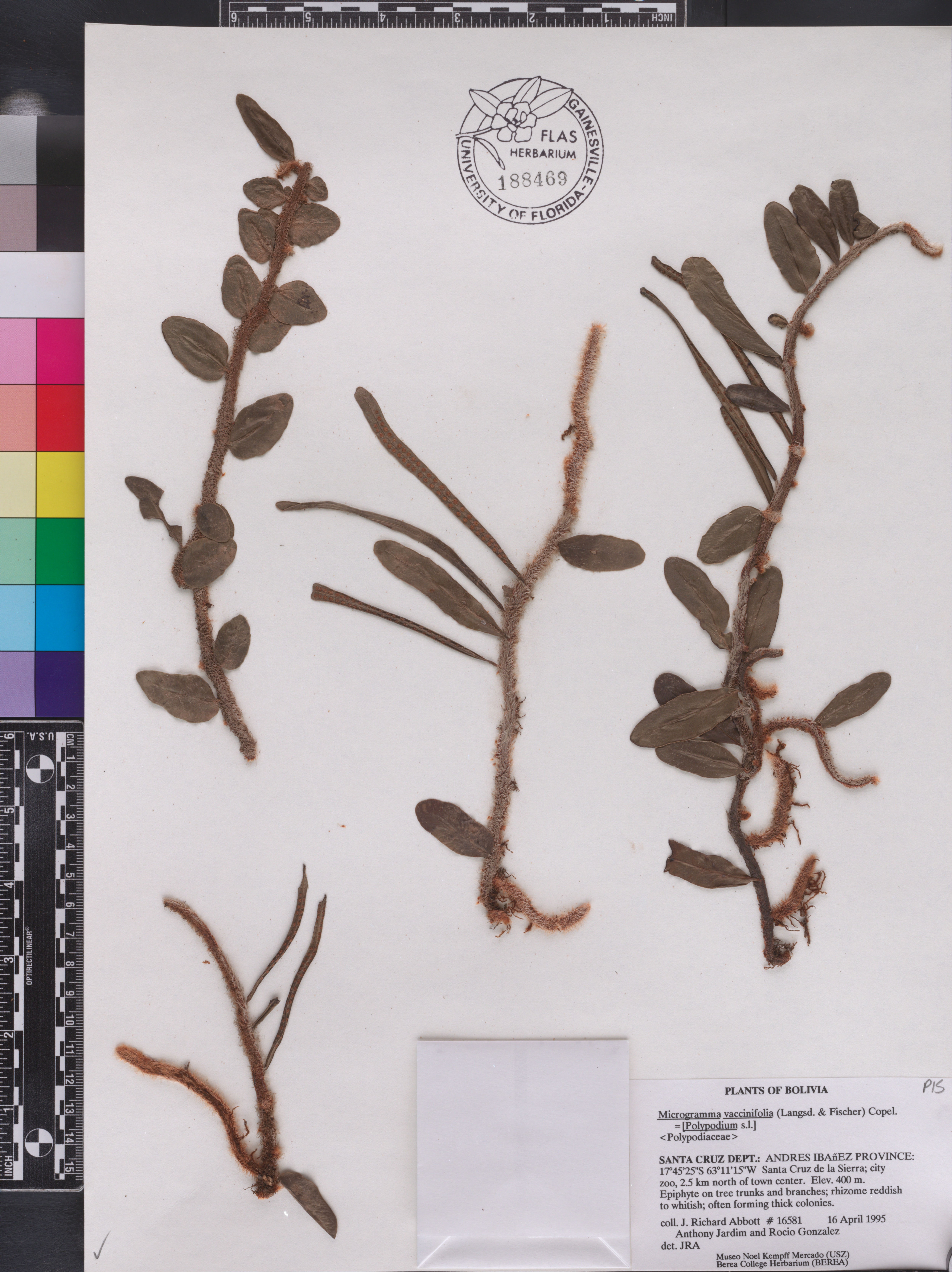 Microgramma vaccinifolia image