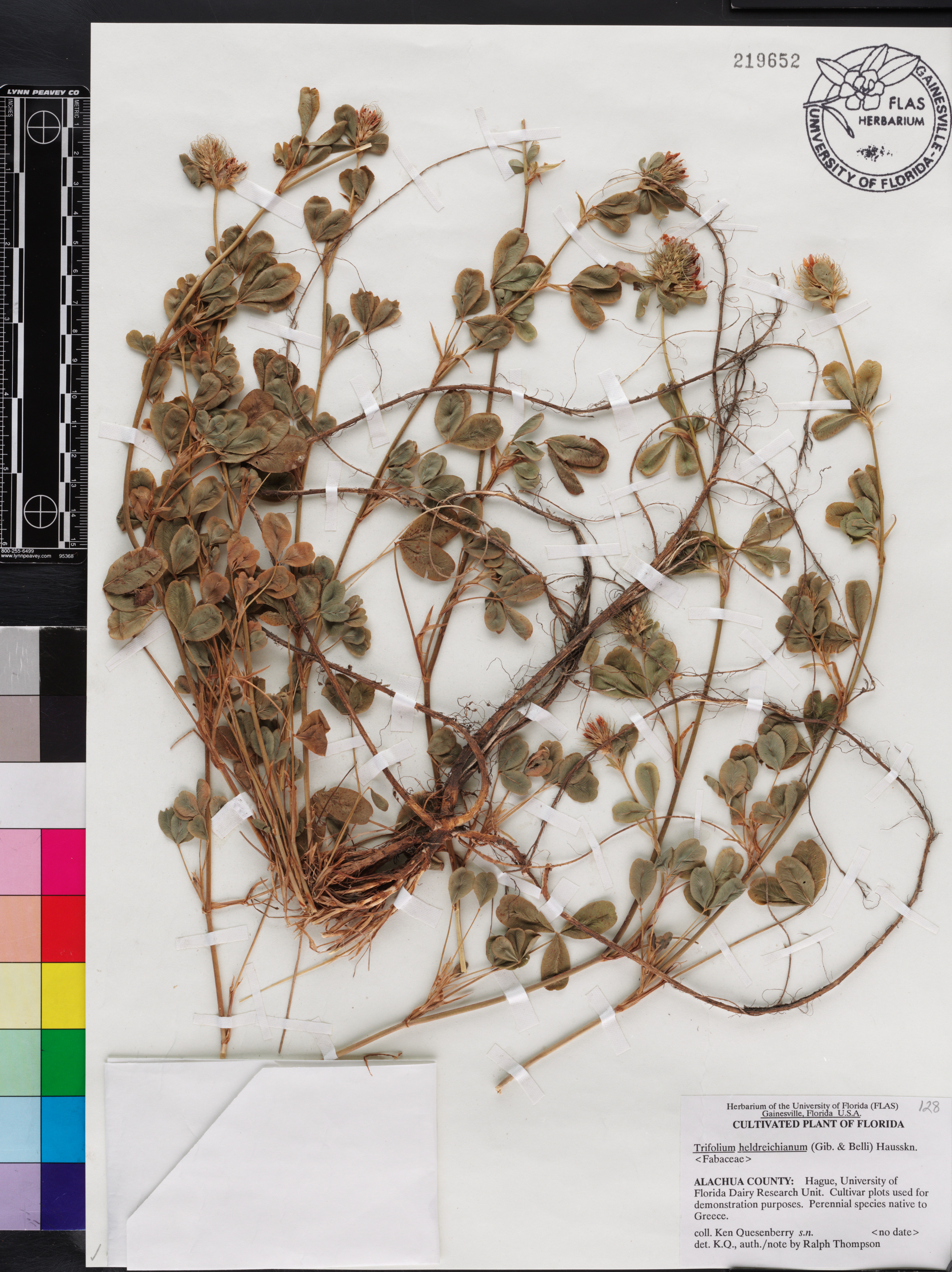 Trifolium heldreichianum image