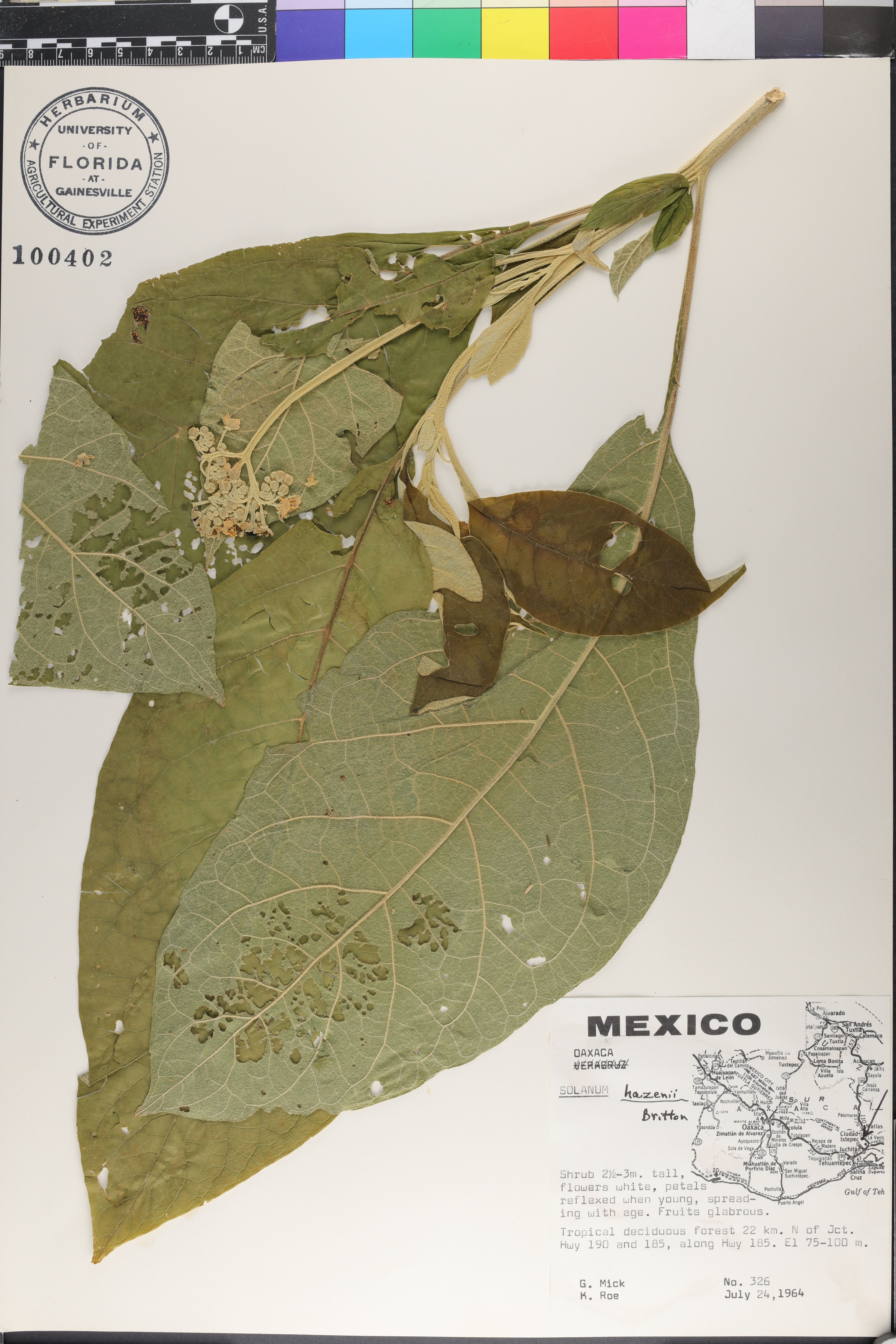 Solanum hazenii image