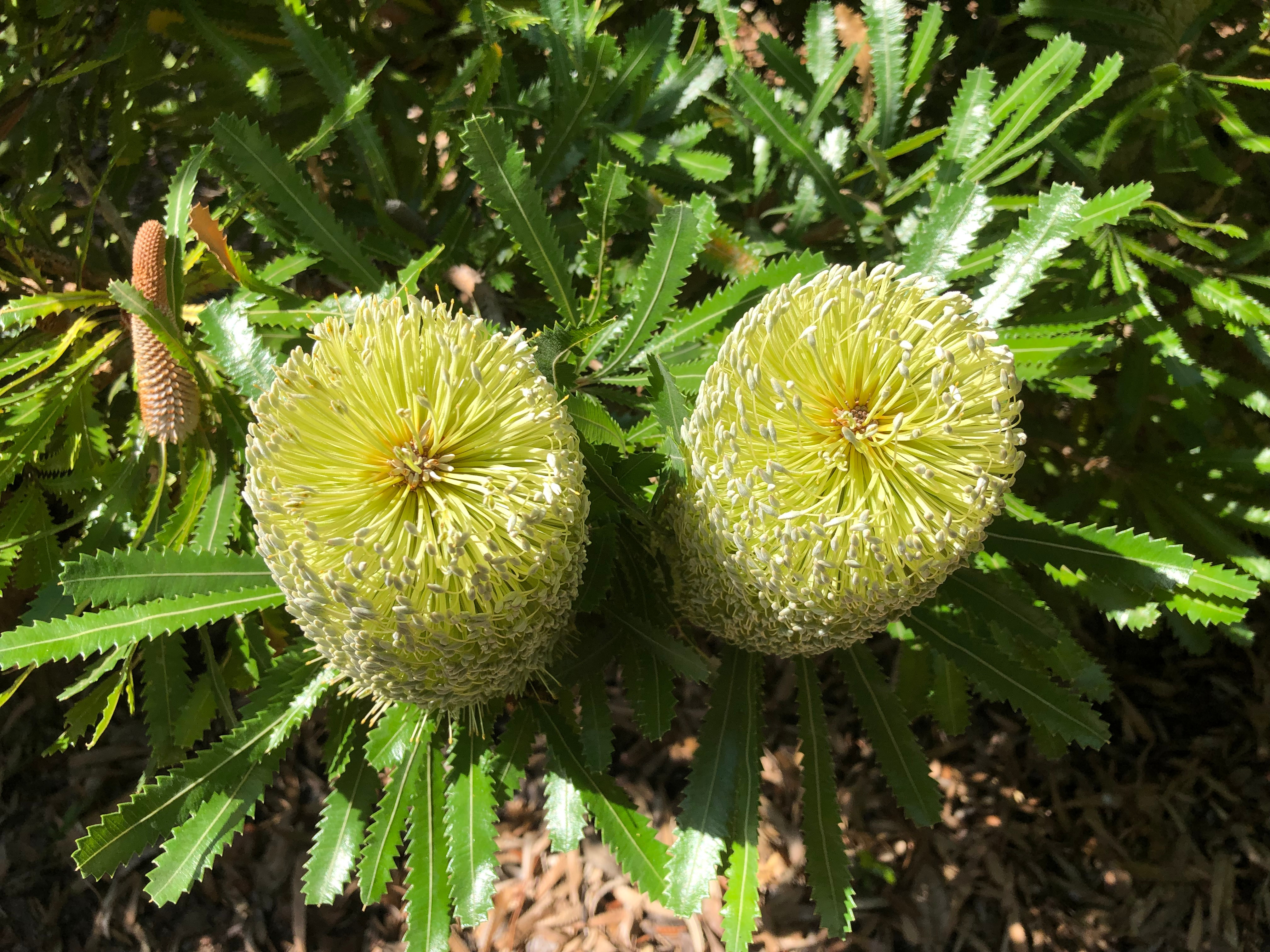 Banksia aemula image