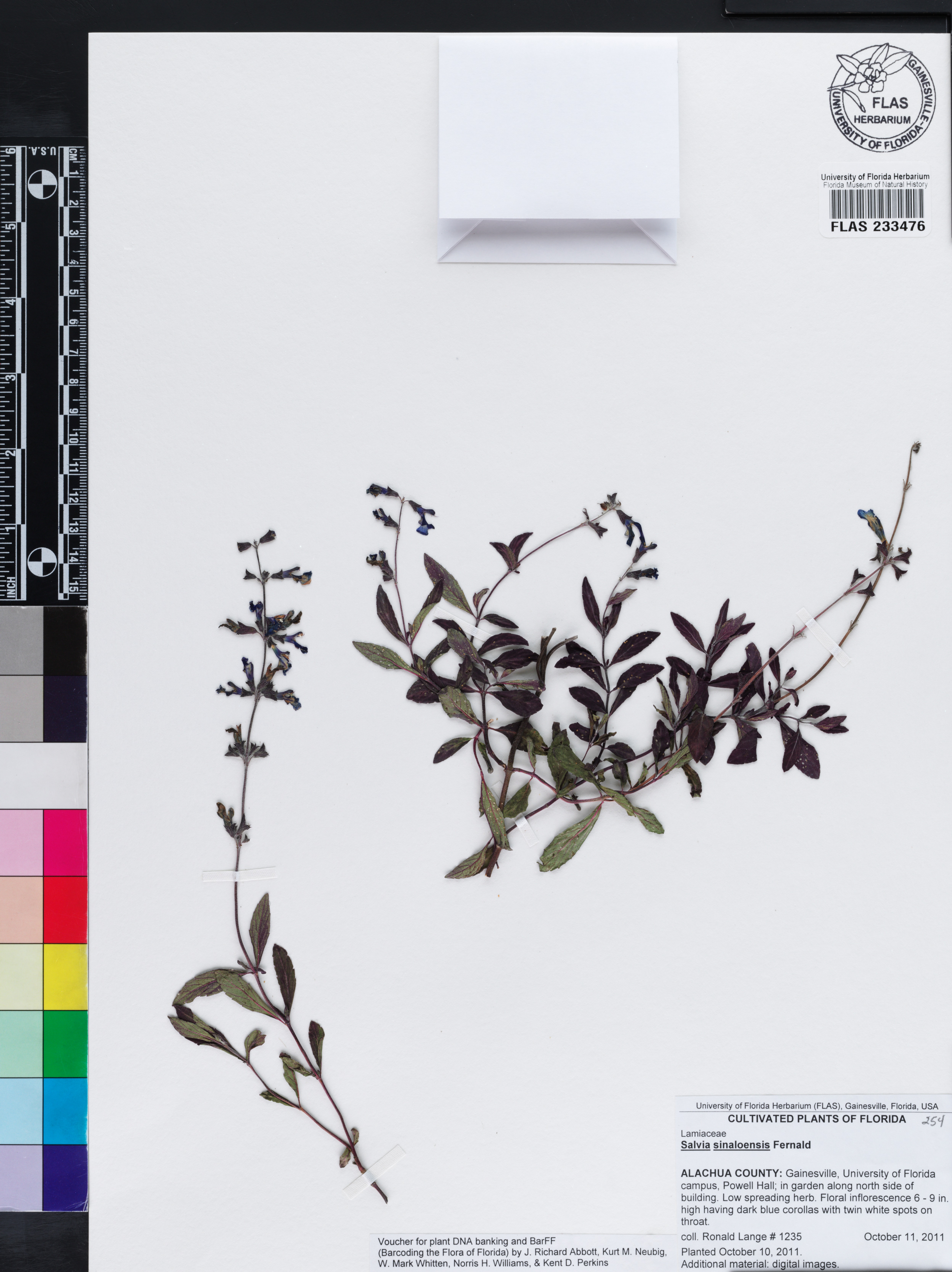 Salvia sinaloensis image