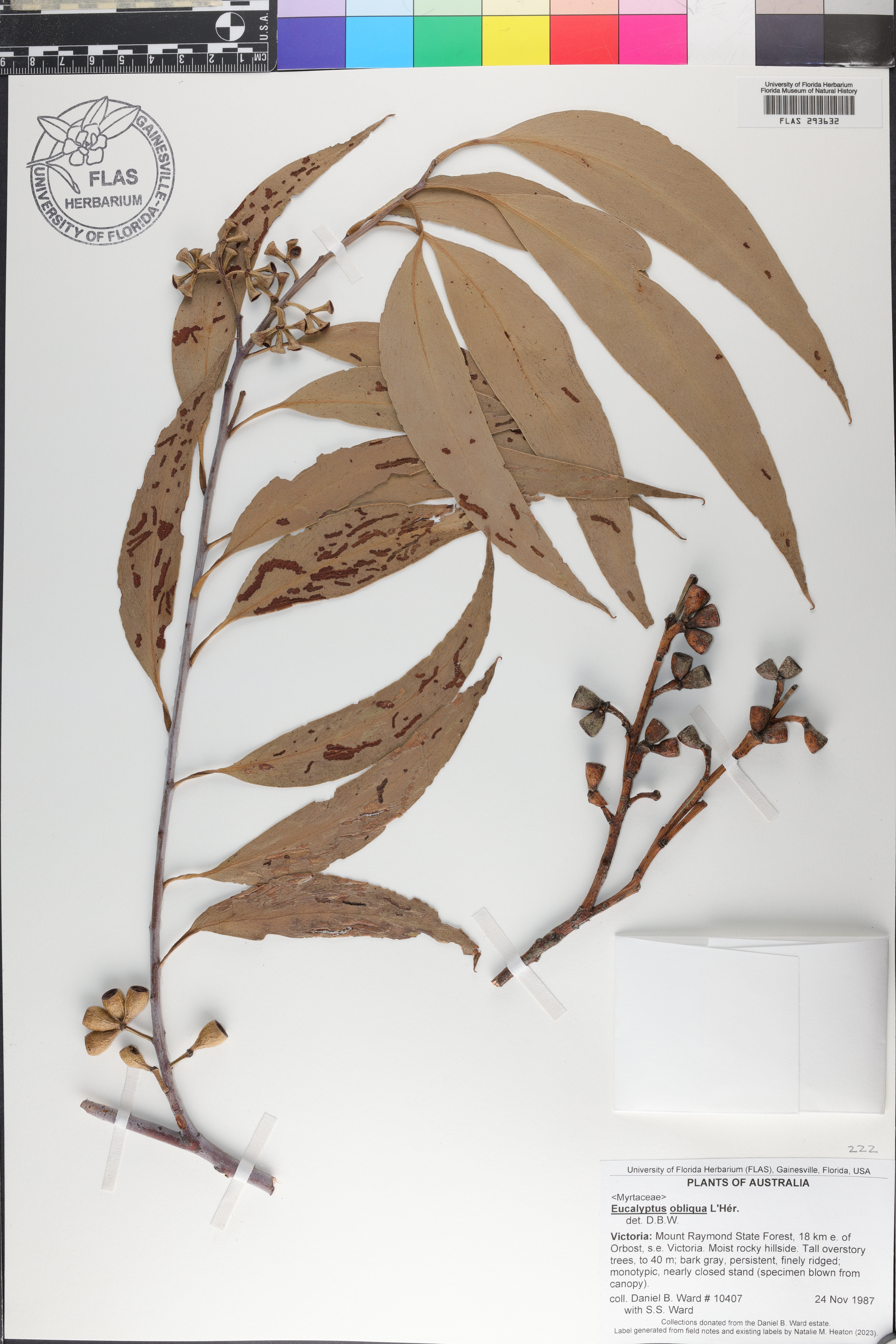 Eucalyptus obliqua image