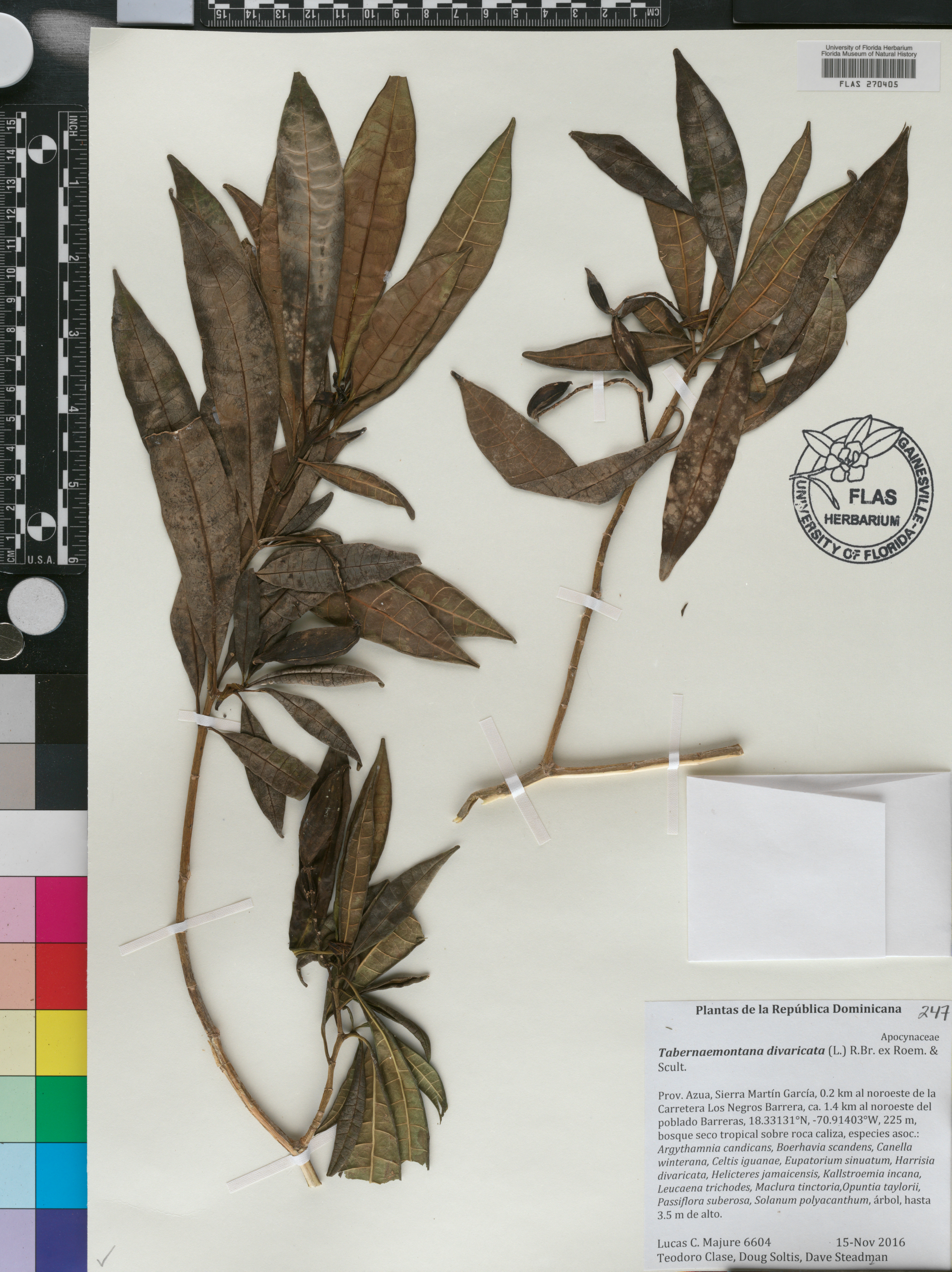 Tabernaemontana divaricata image