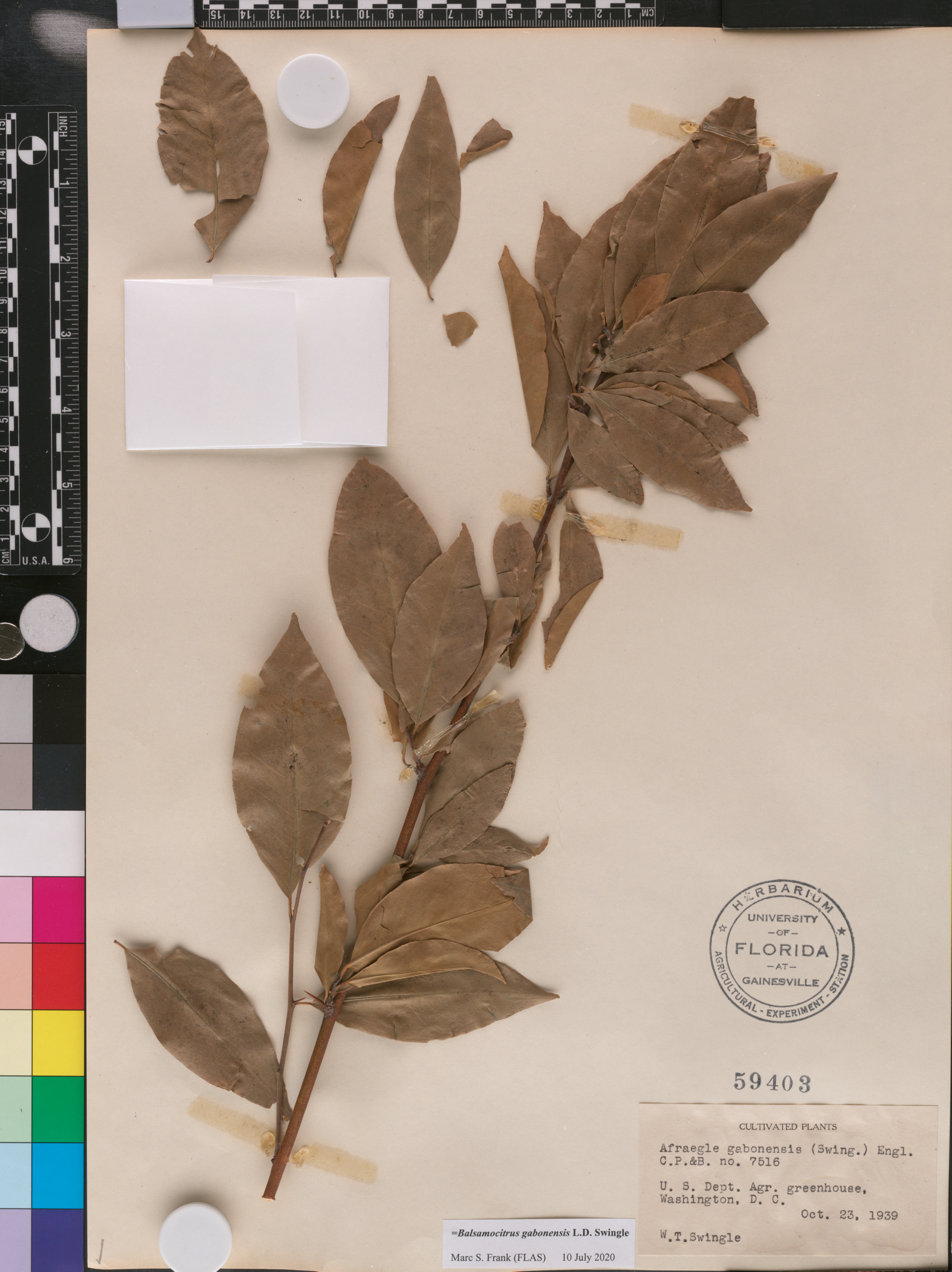 Afraegle gabonensis image