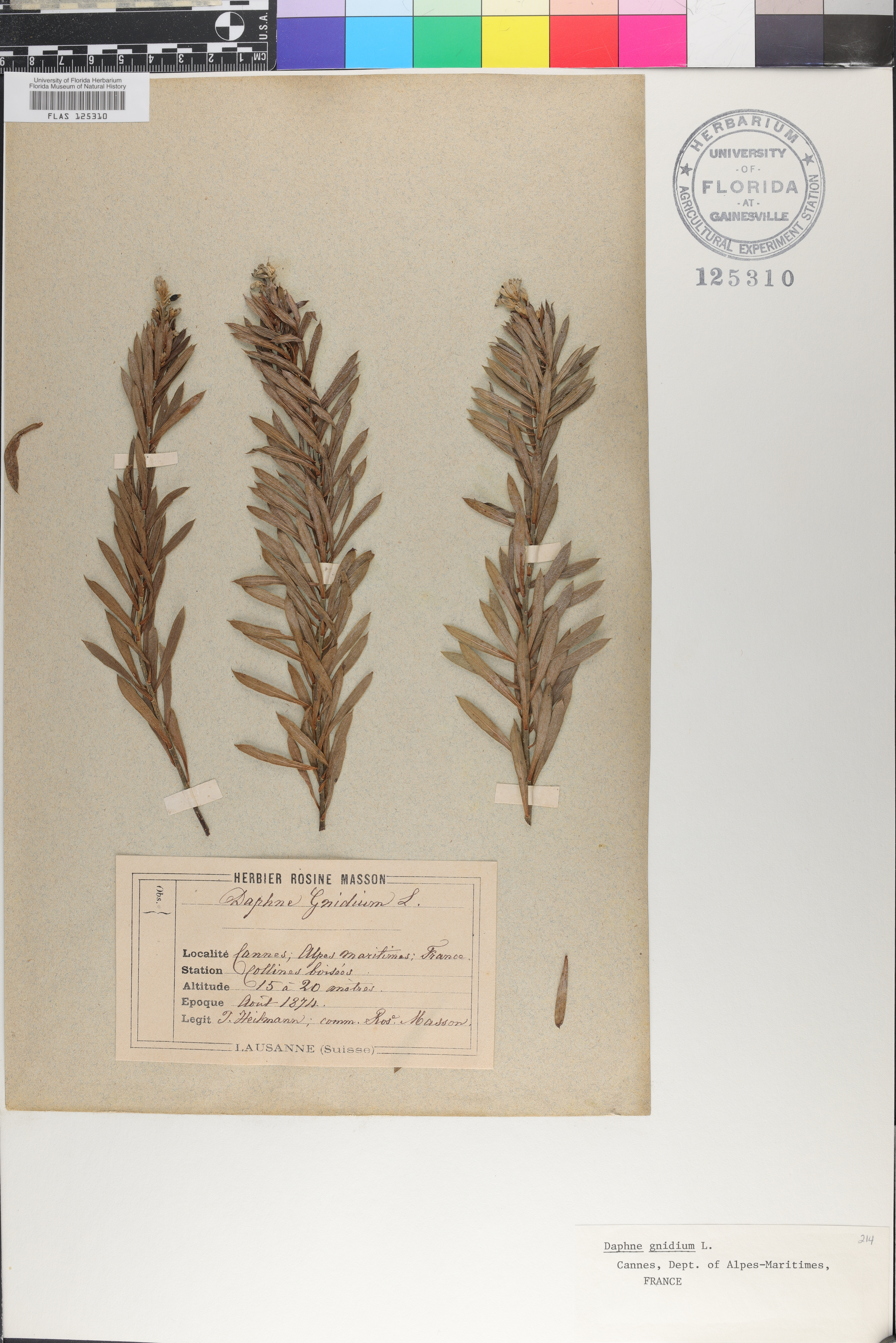 Daphne gnidium image