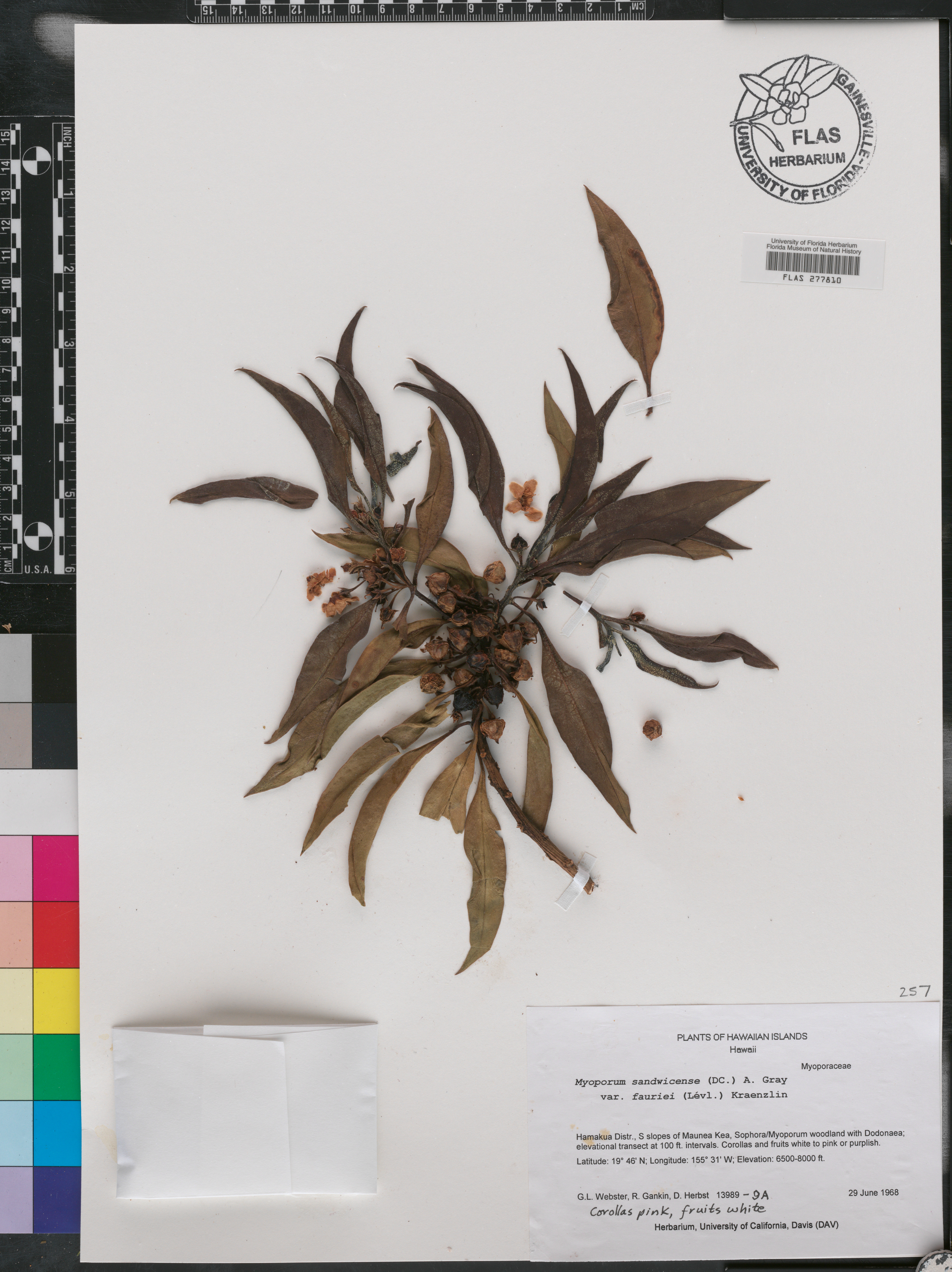 Myoporum sandwicense image