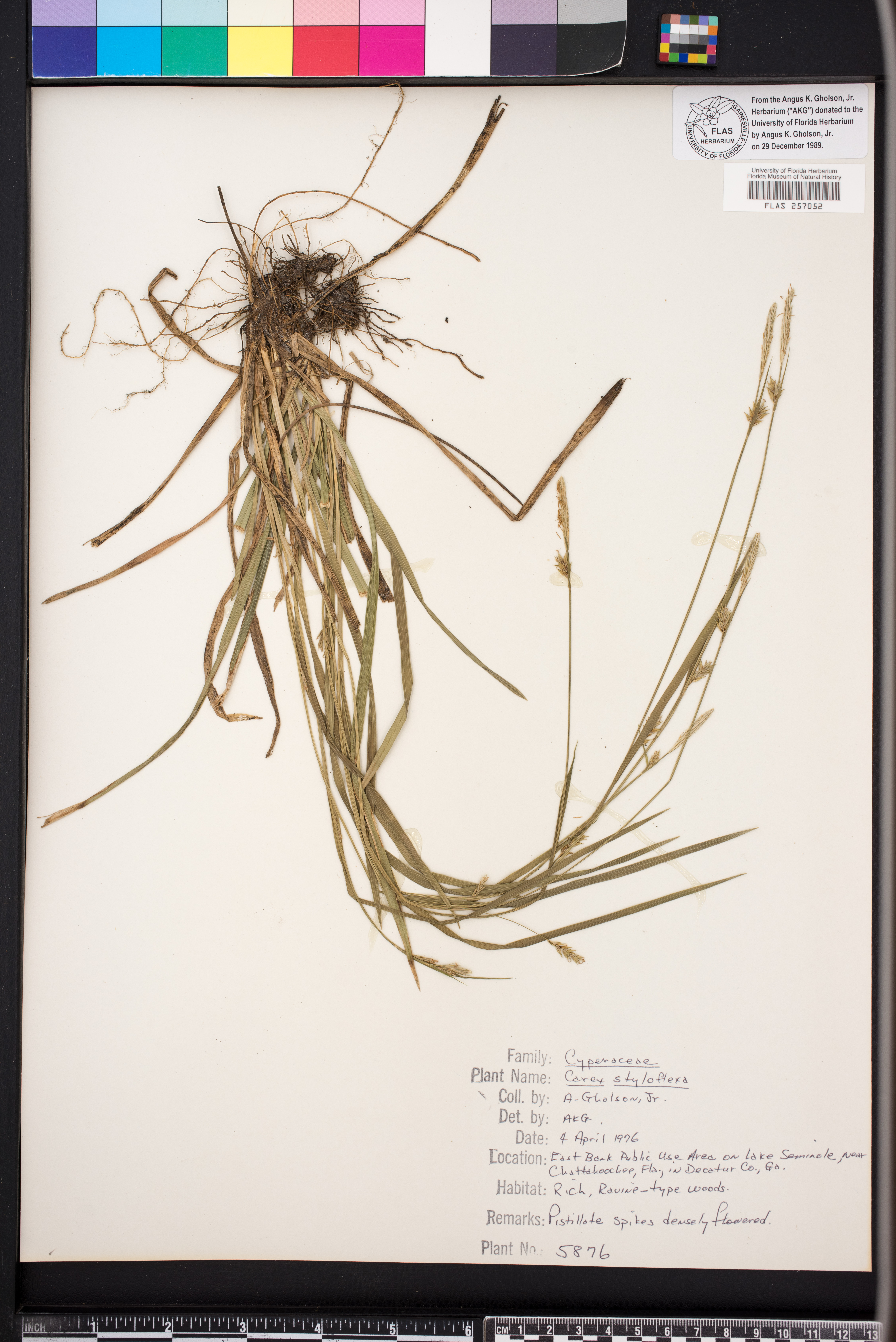Carex styloflexa image