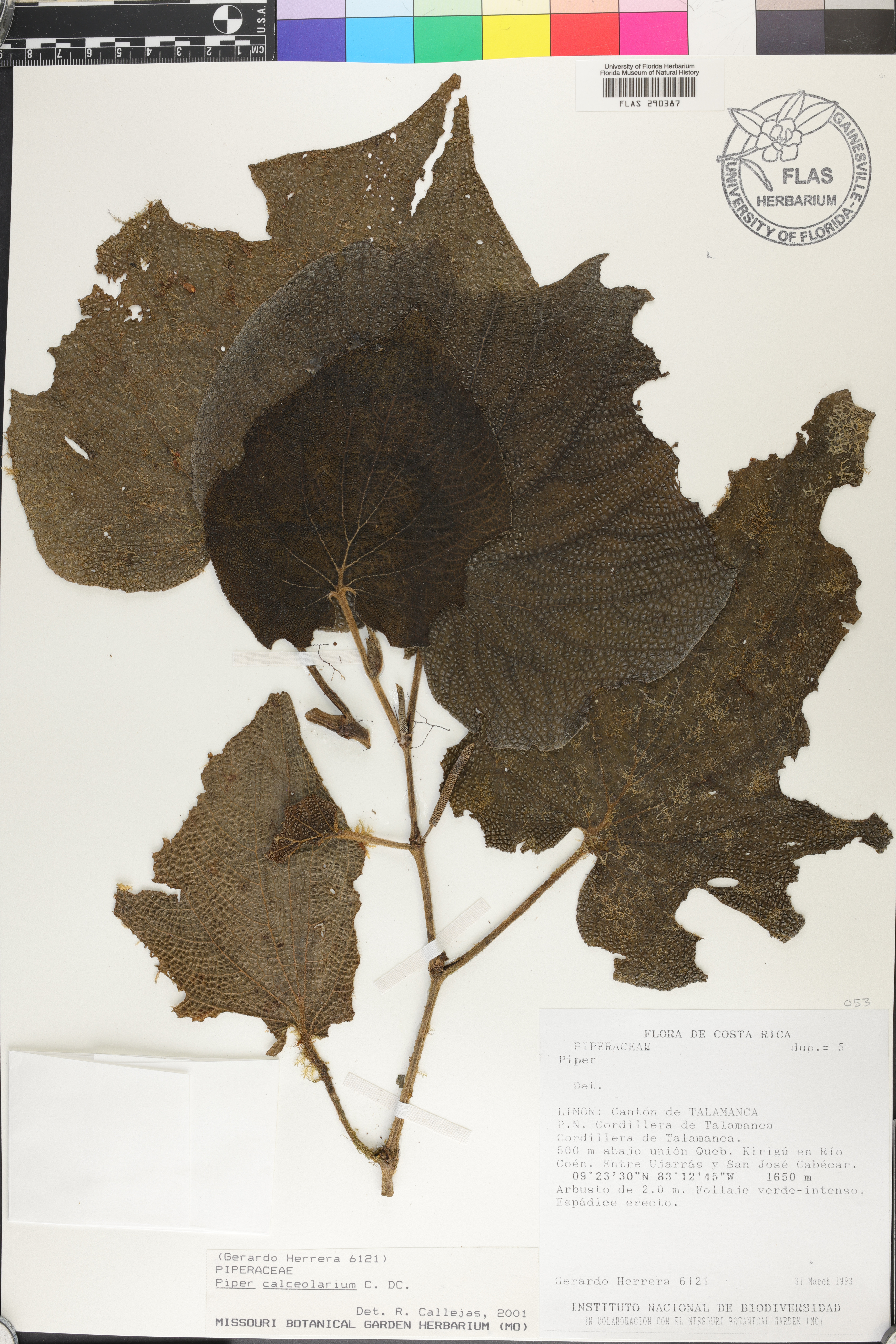 Piper calceolarium image