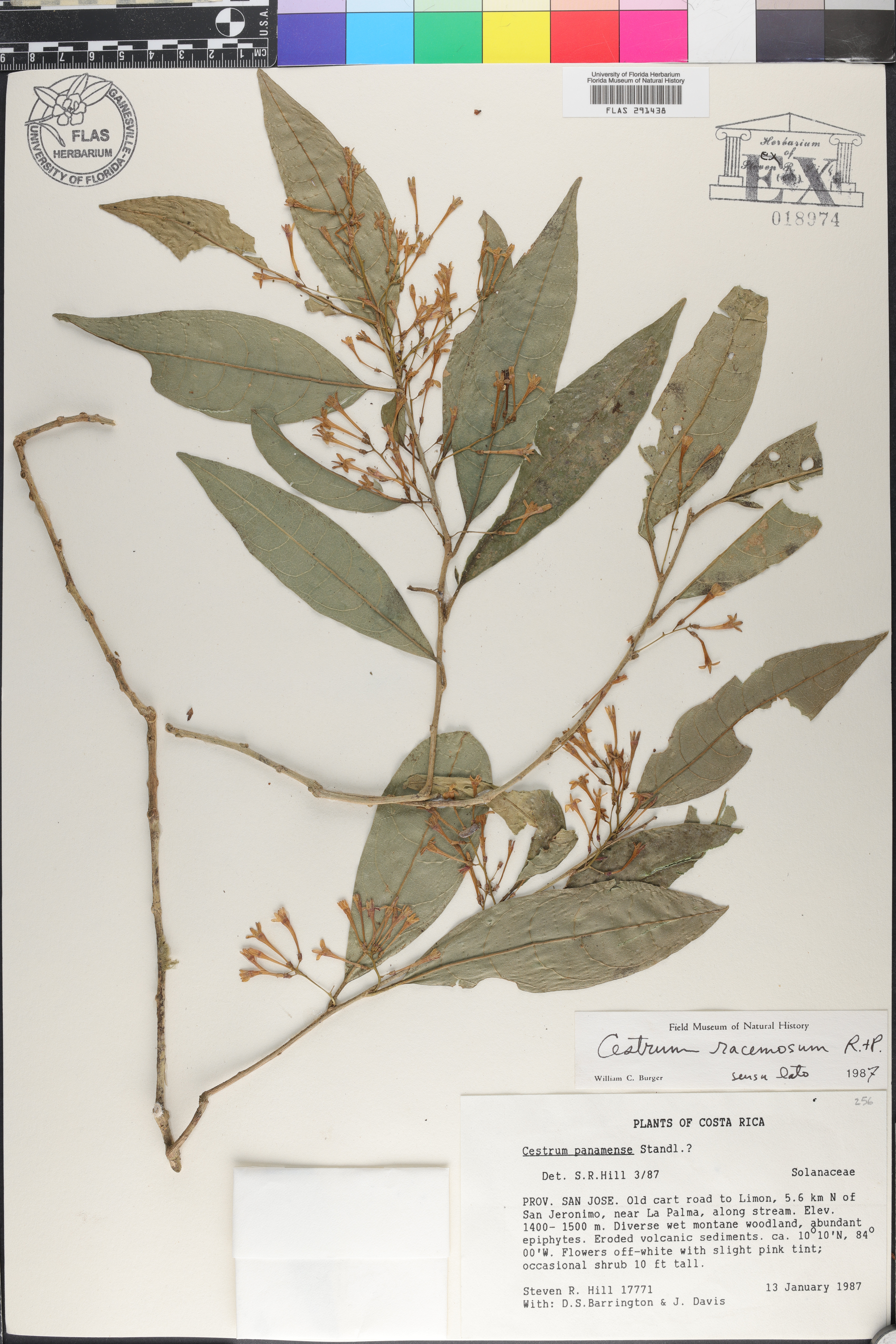 Cestrum racemosum image