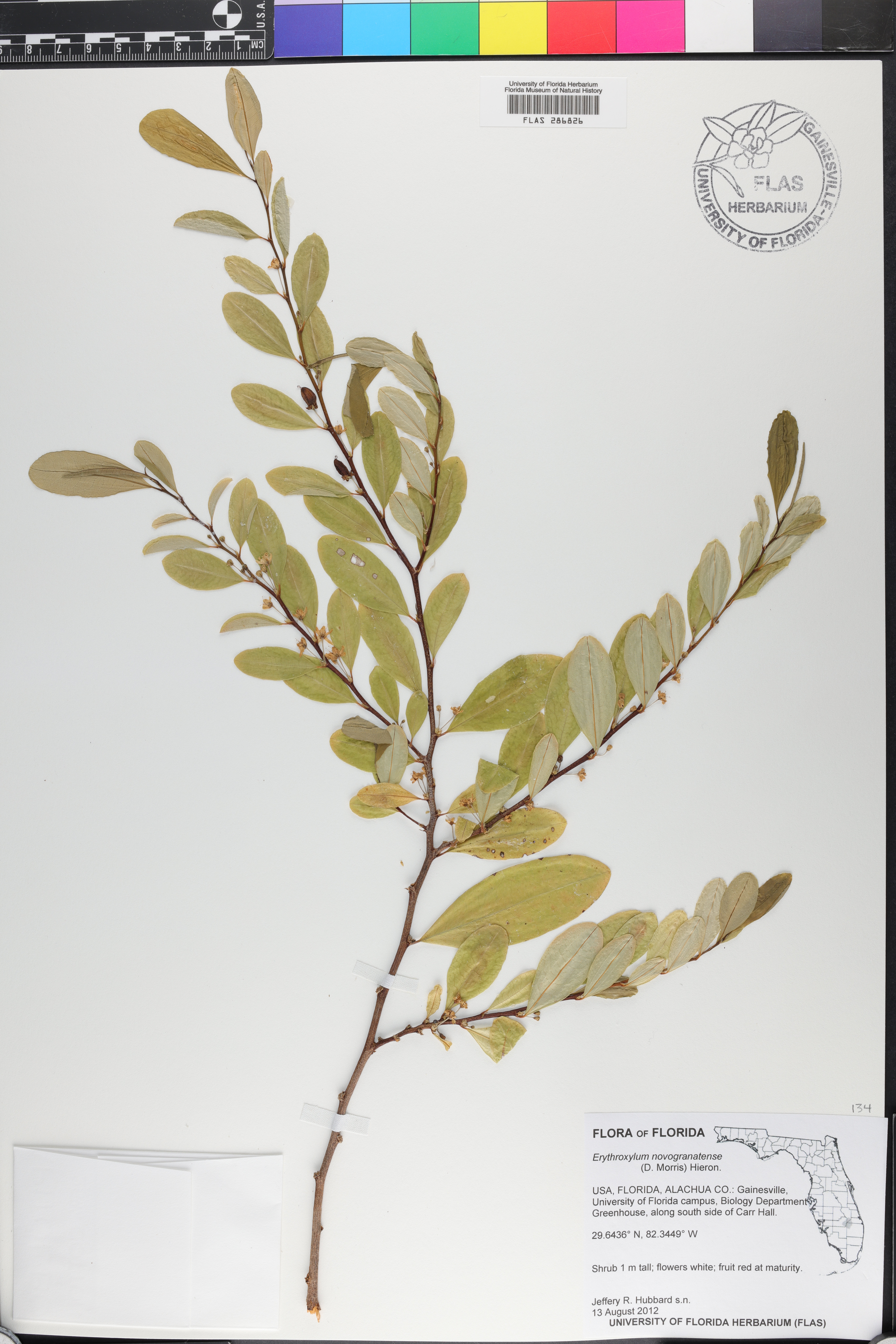 Erythroxylum novogranatense image