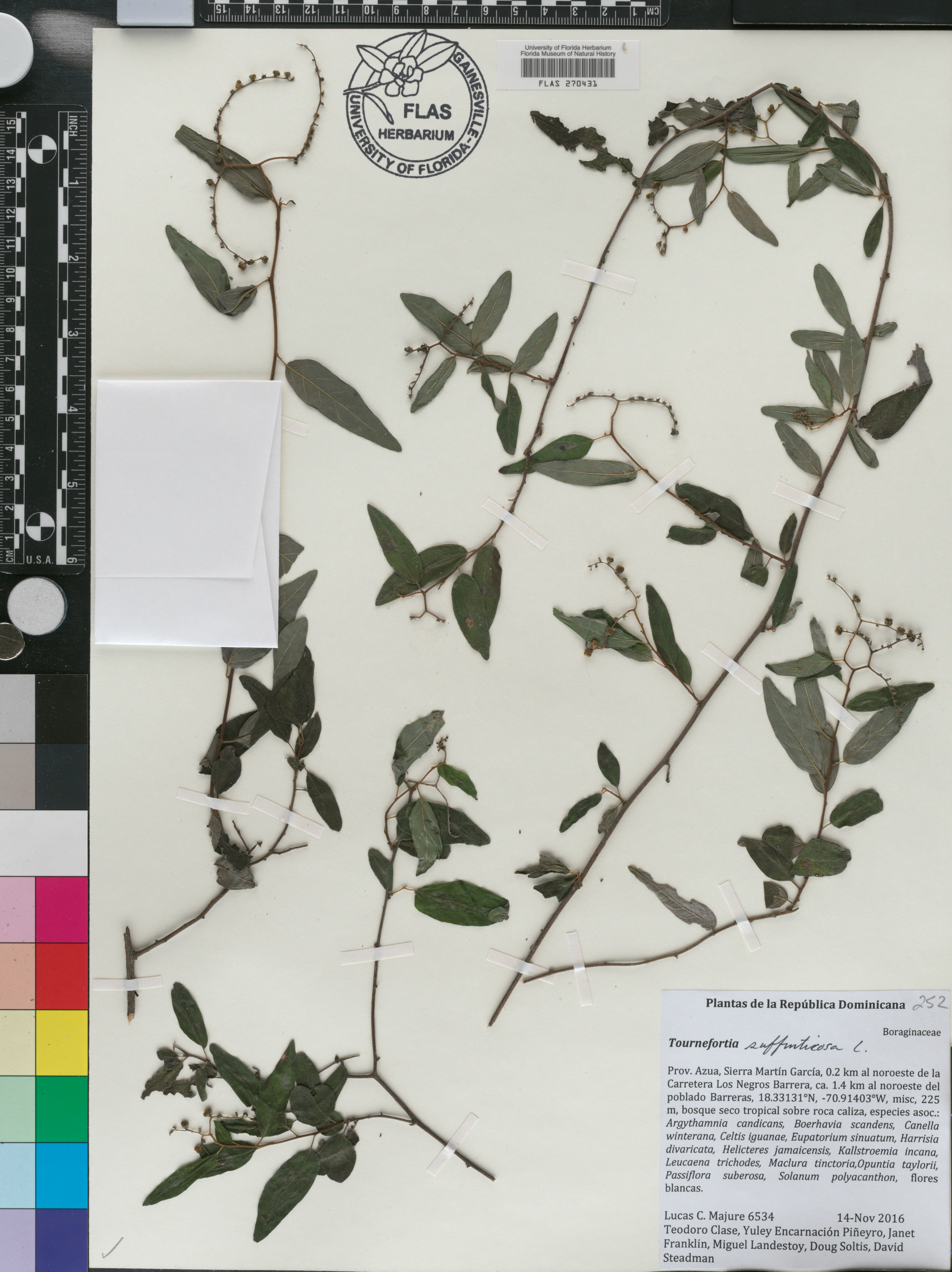 Myriopus suffruticosus image