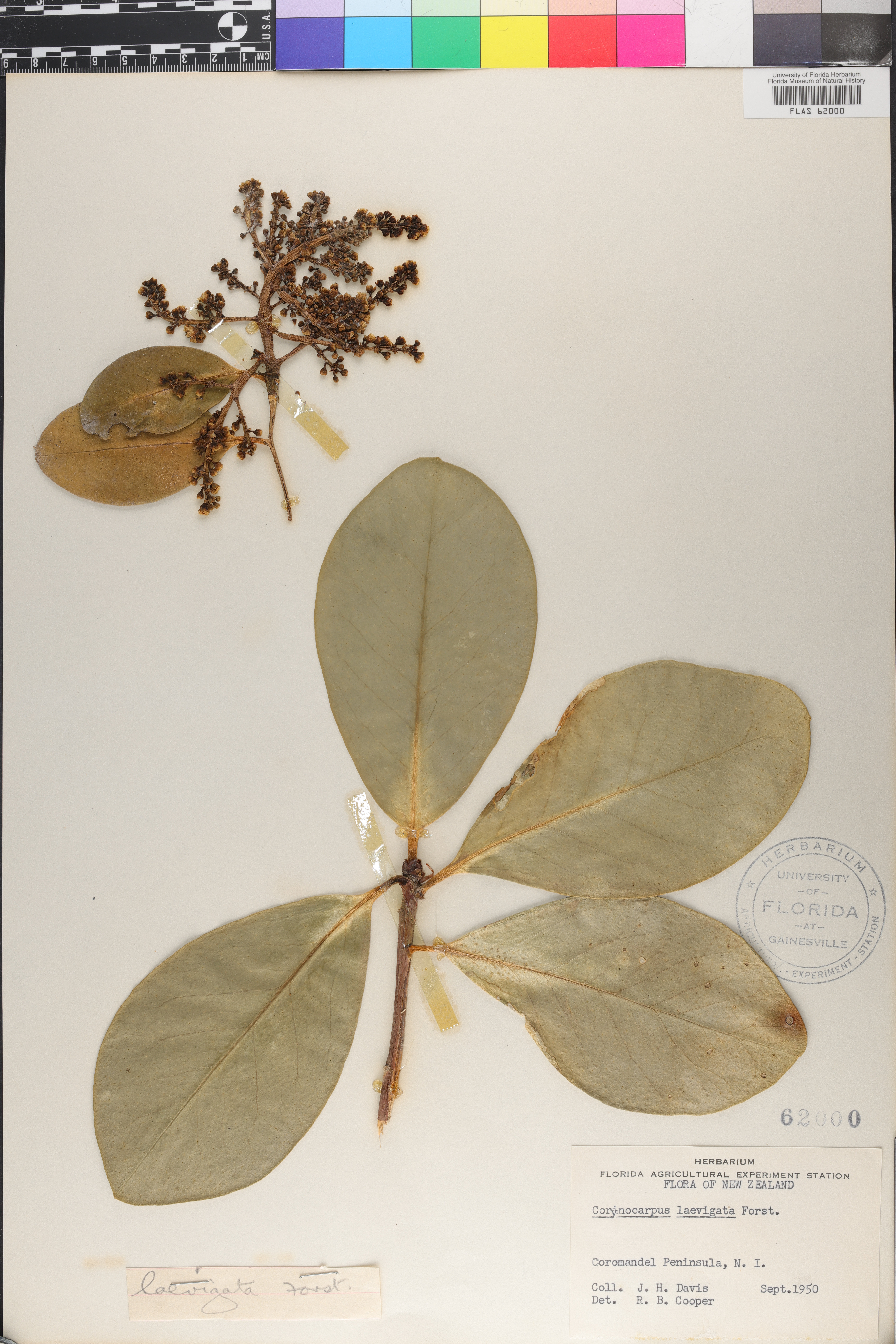 Corynocarpaceae image