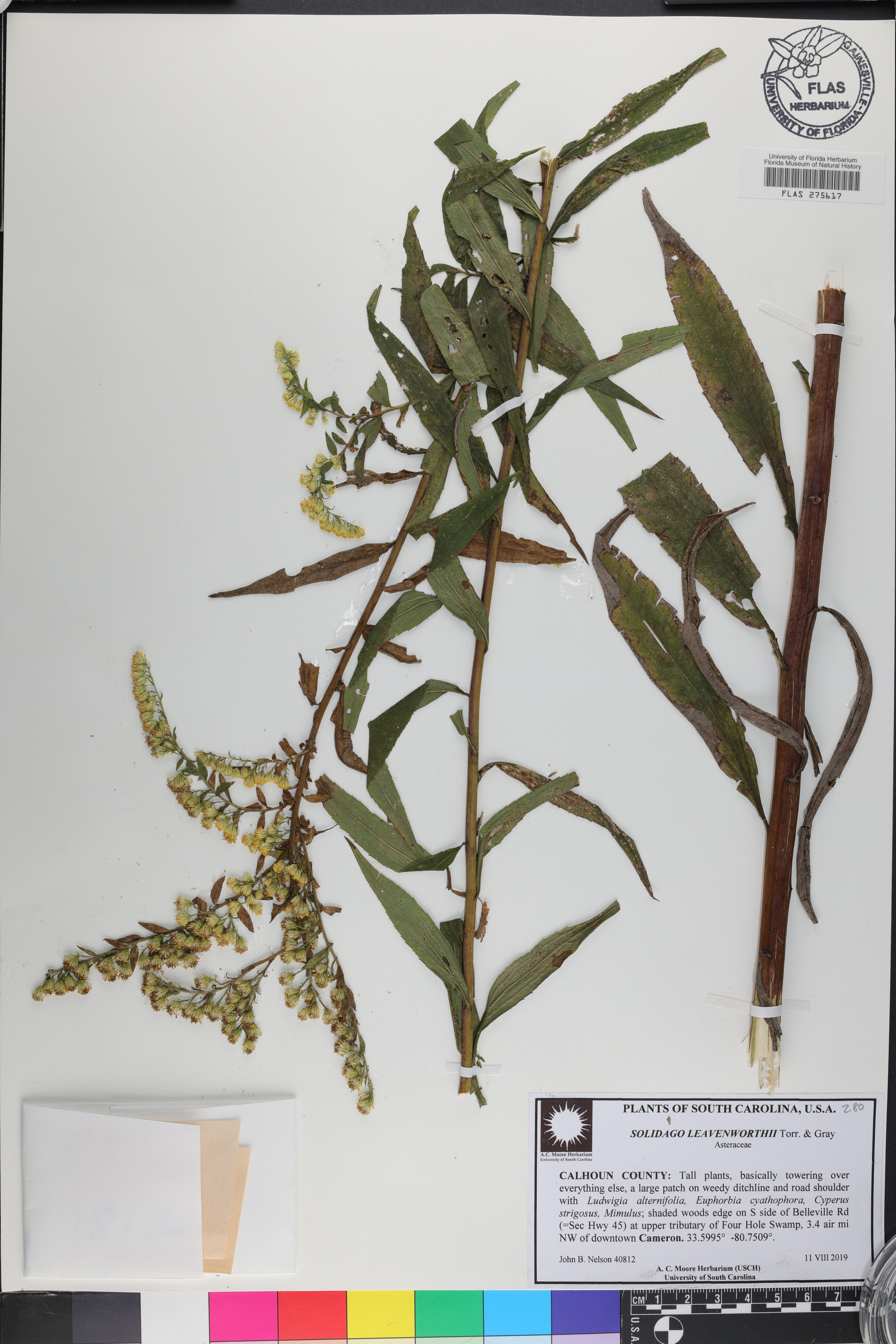 Solidago leavenworthii image