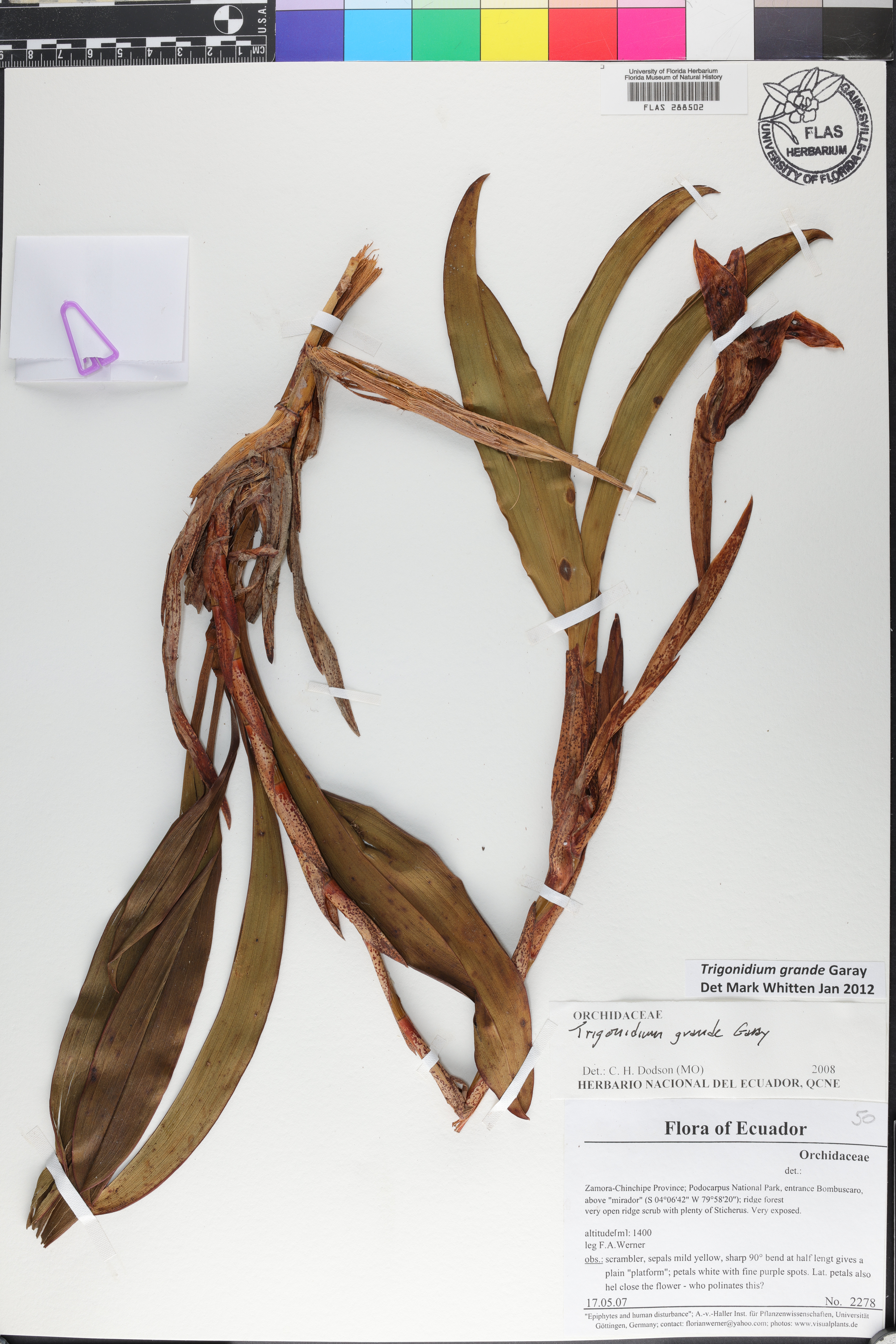 Trigonidium grande