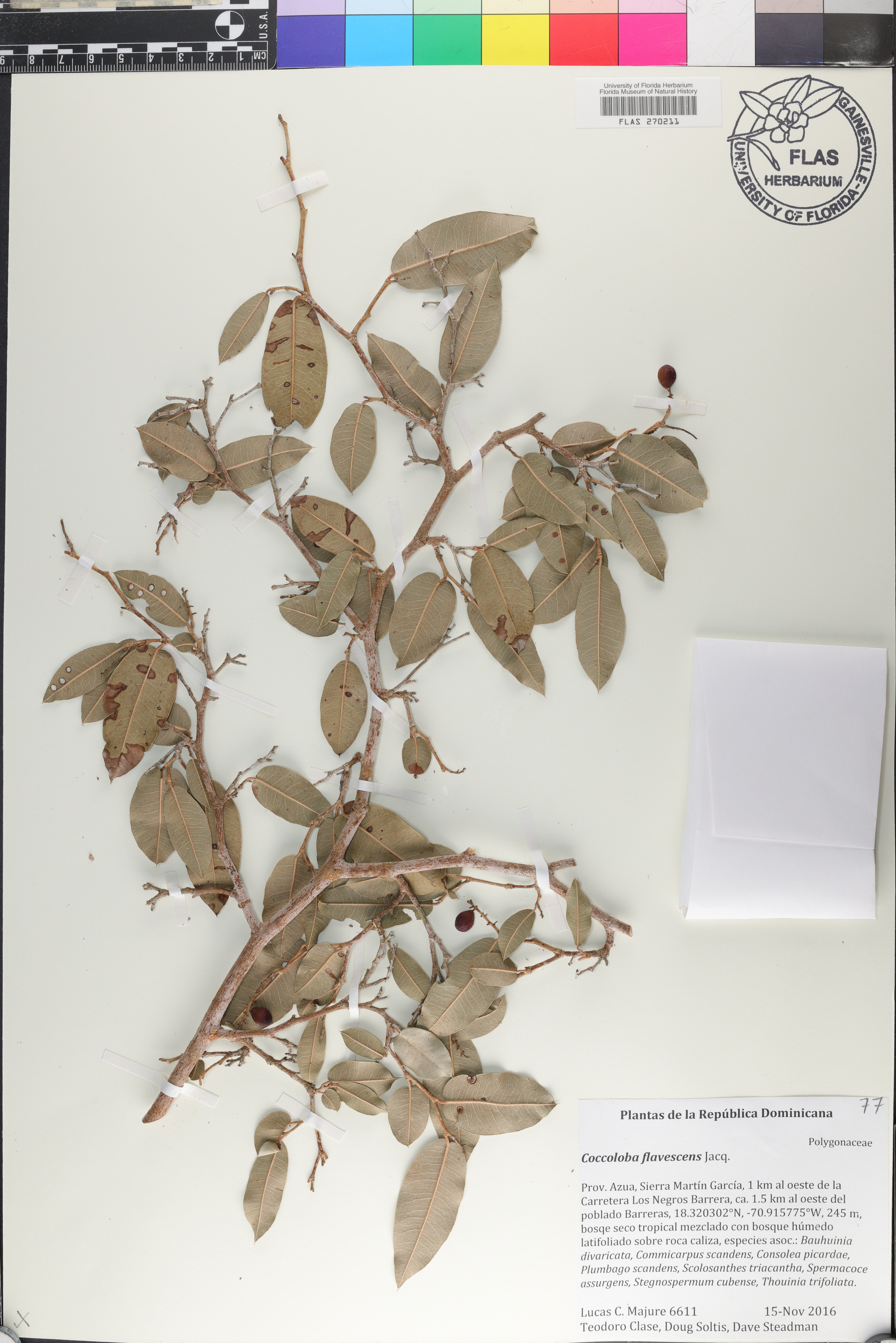 Coccoloba flavescens image