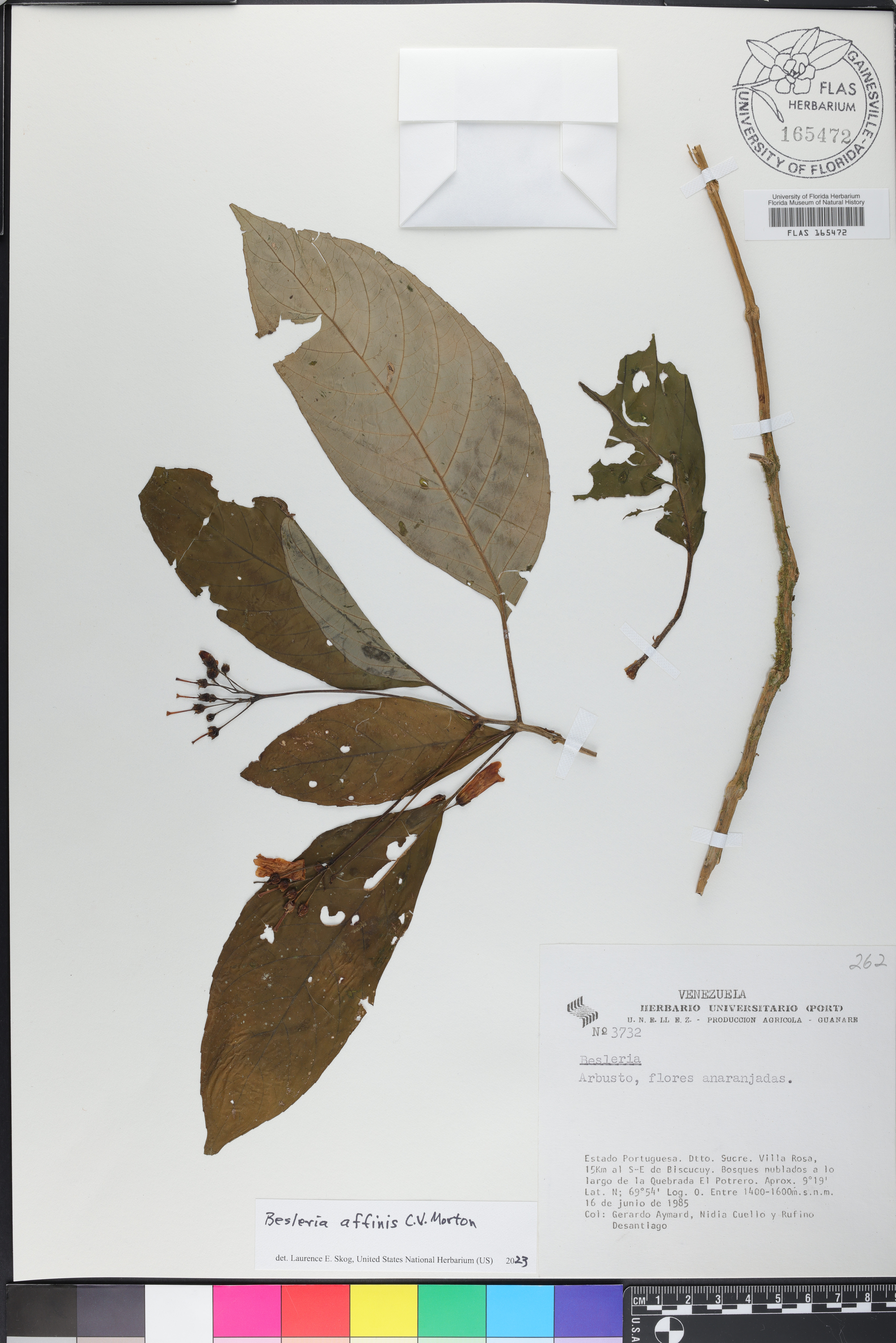 Besleria affinis image