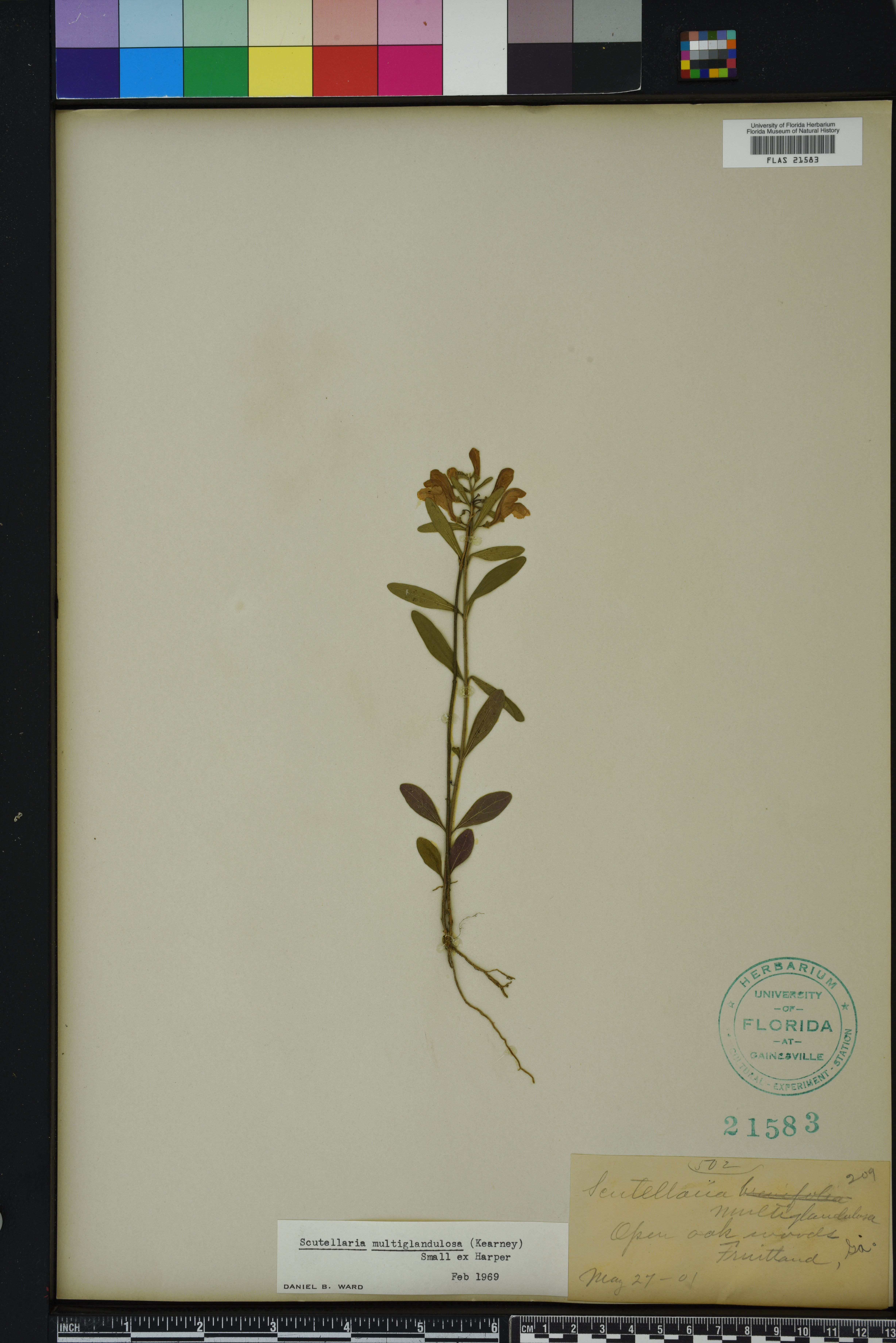 Scutellaria multiglandulosa image