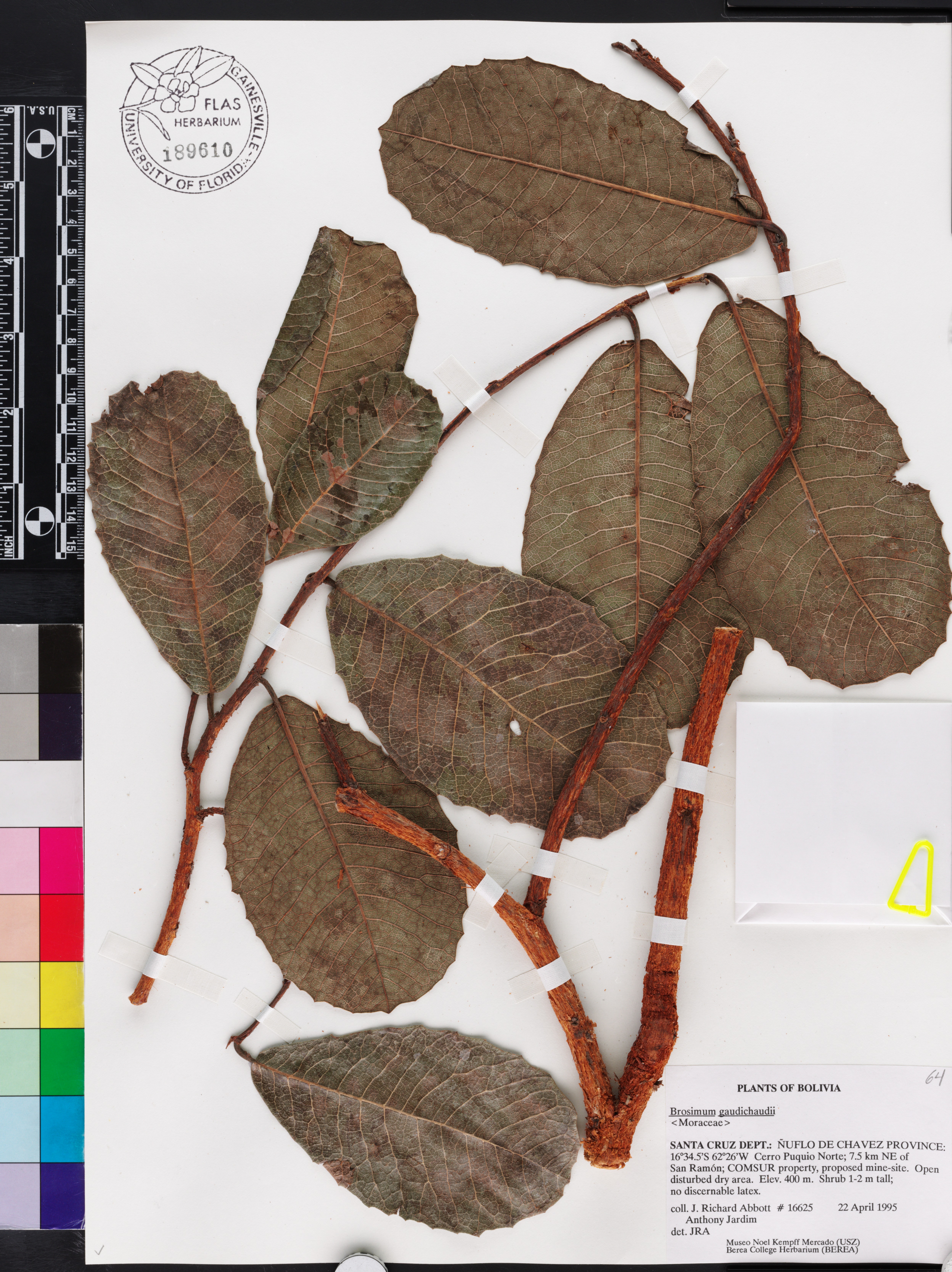 Brosimum gaudichaudii image