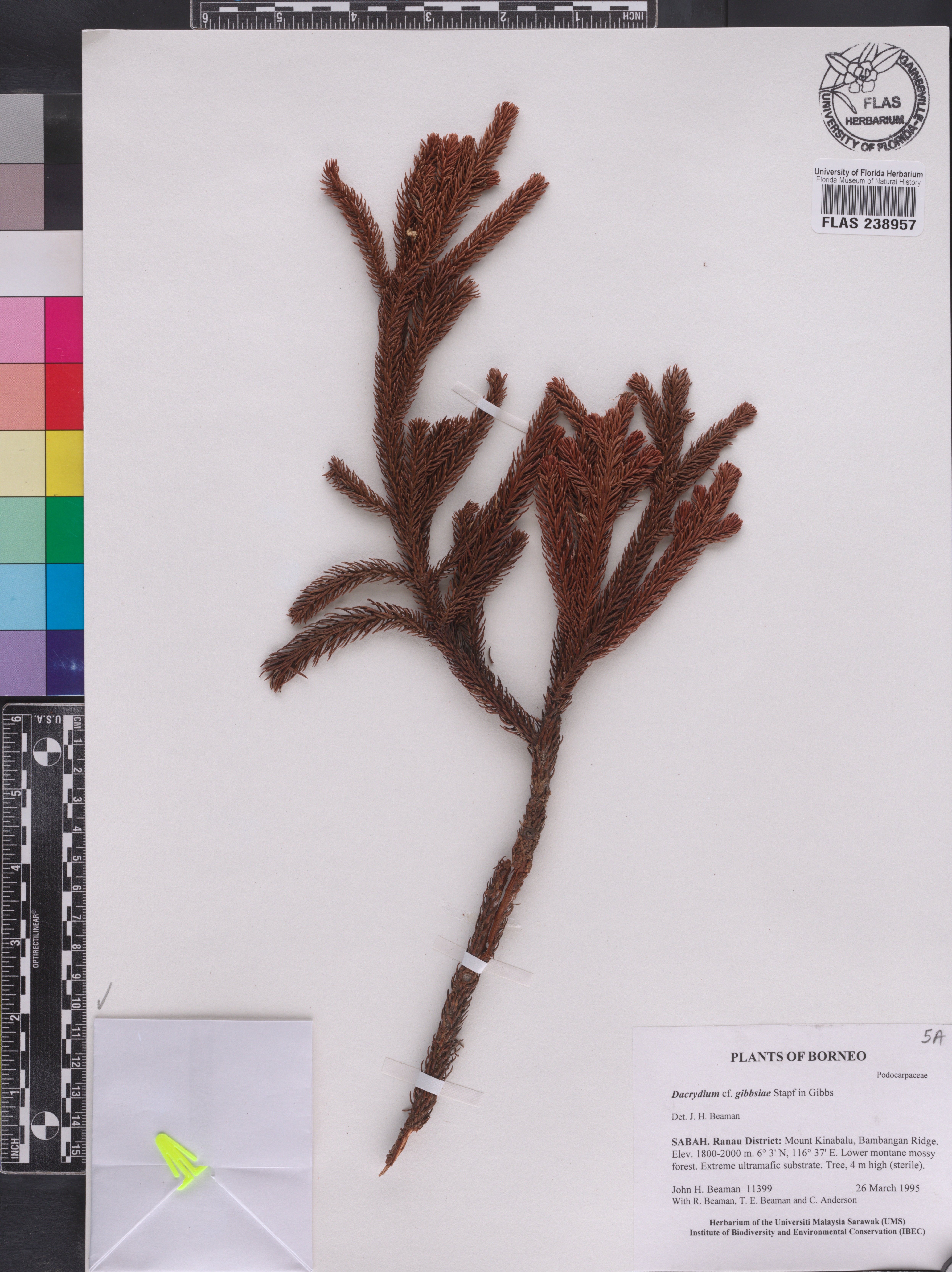 Dacrydium gibbsiae image