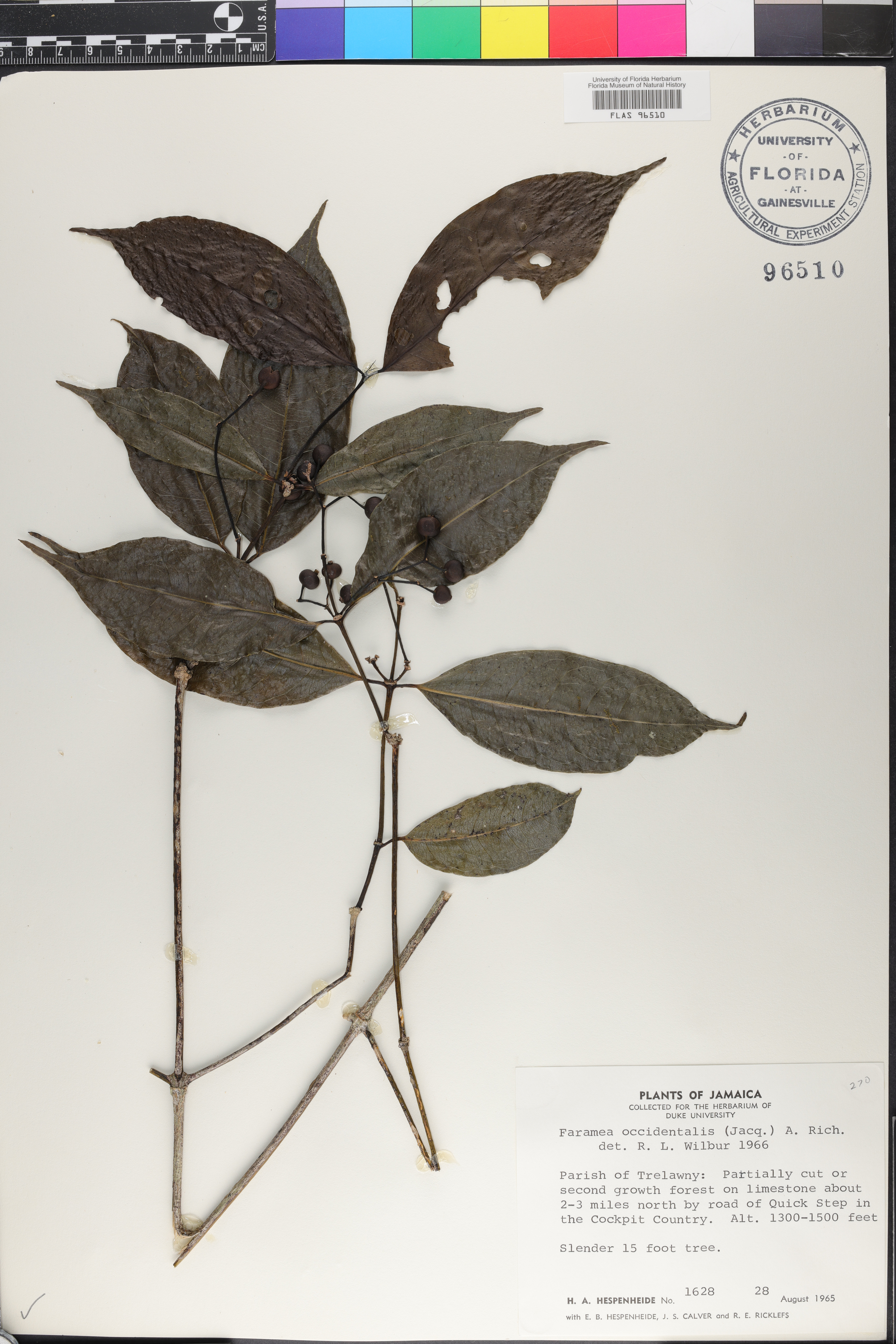 Faramea occidentalis image