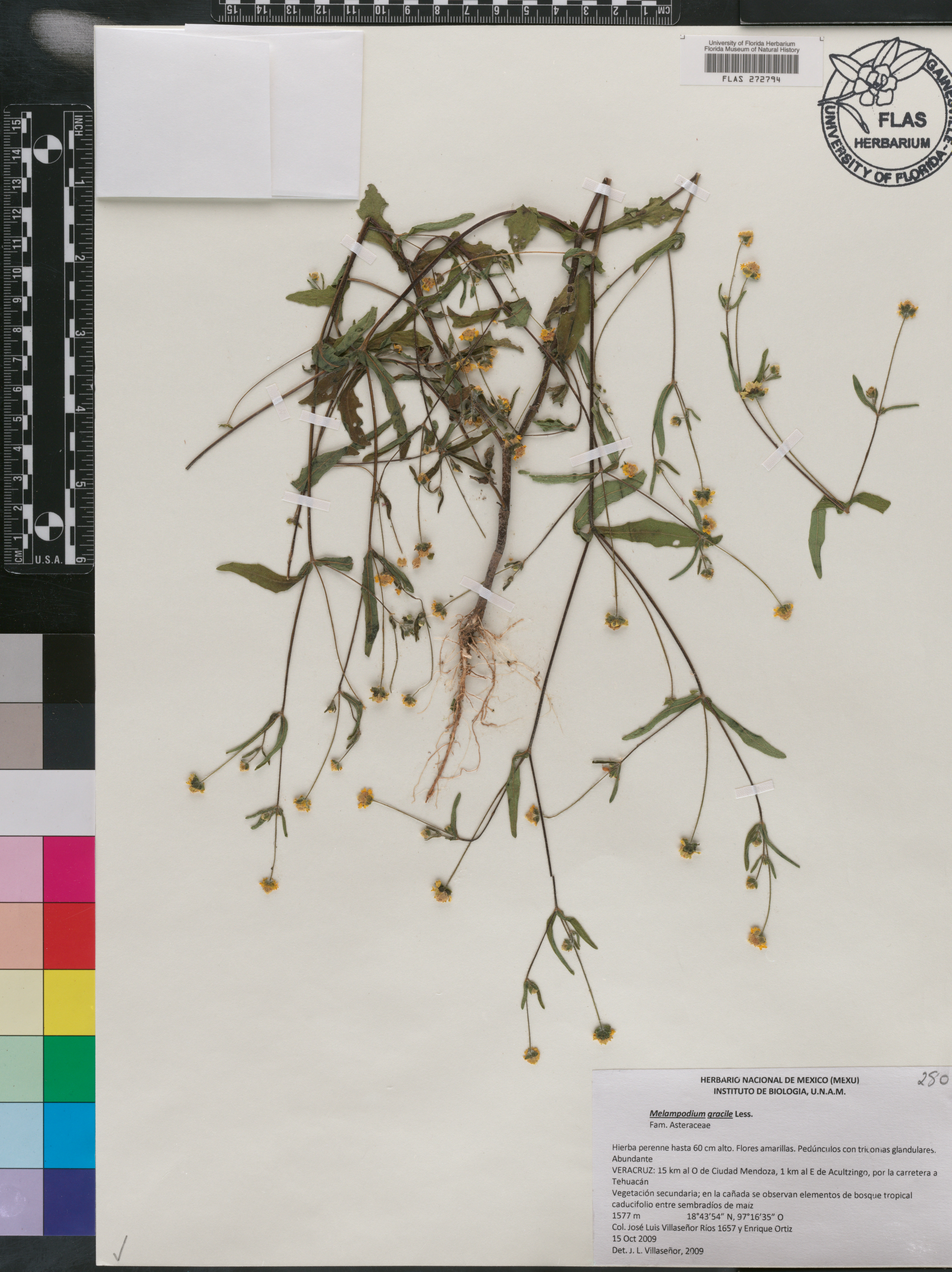 Melampodium gracile image