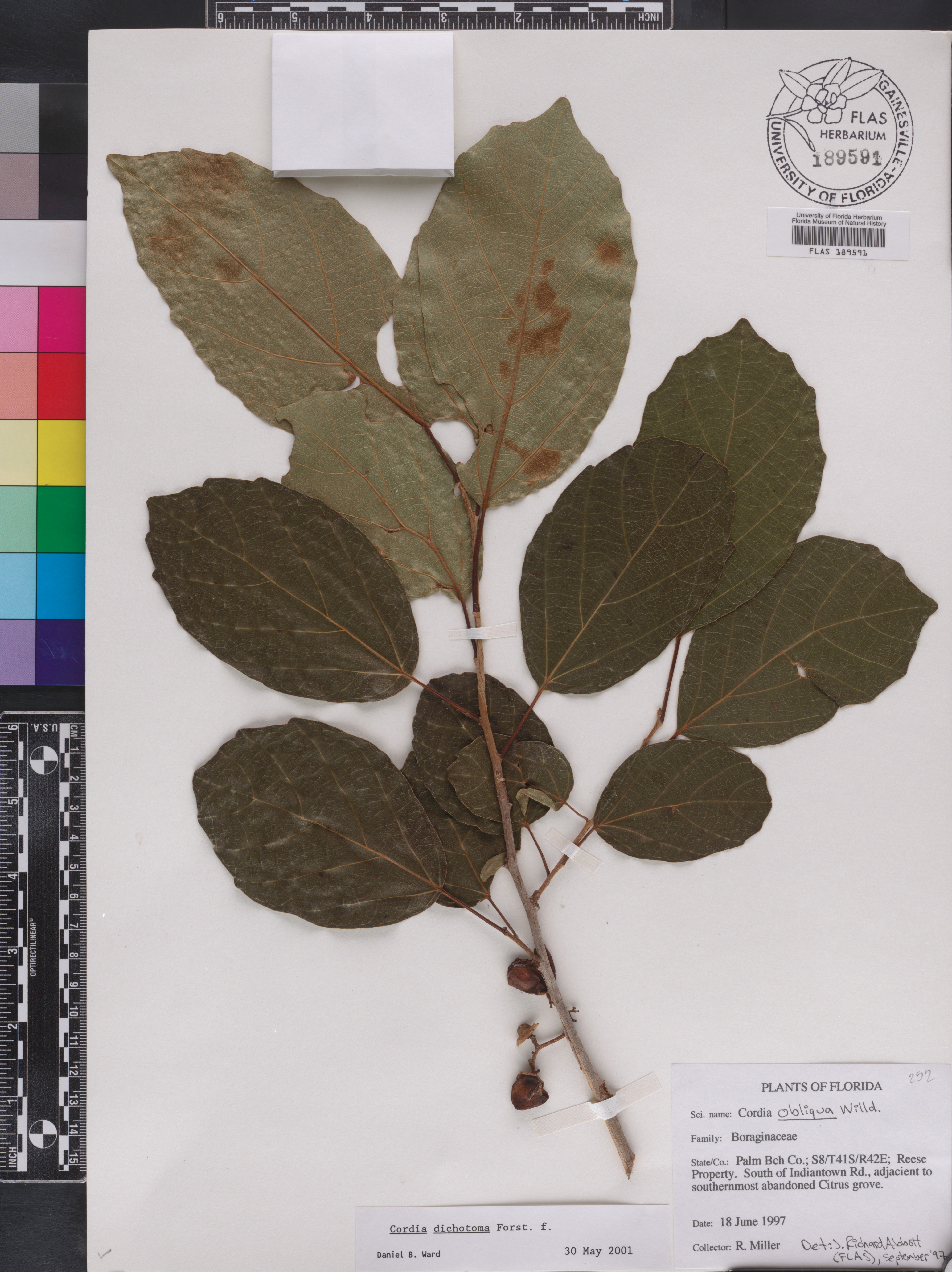 Cordia dichotoma image