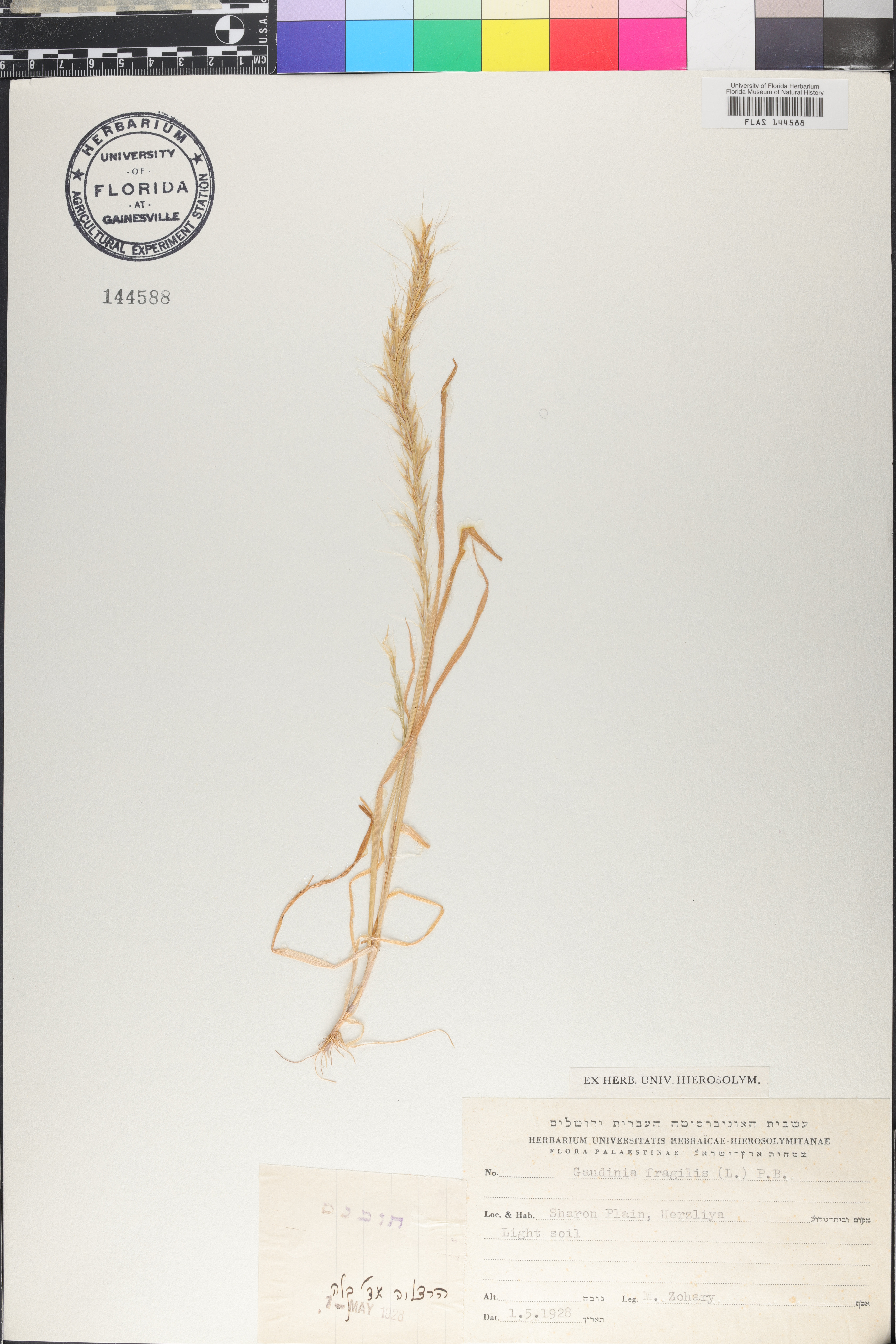 Gaudinia fragilis image