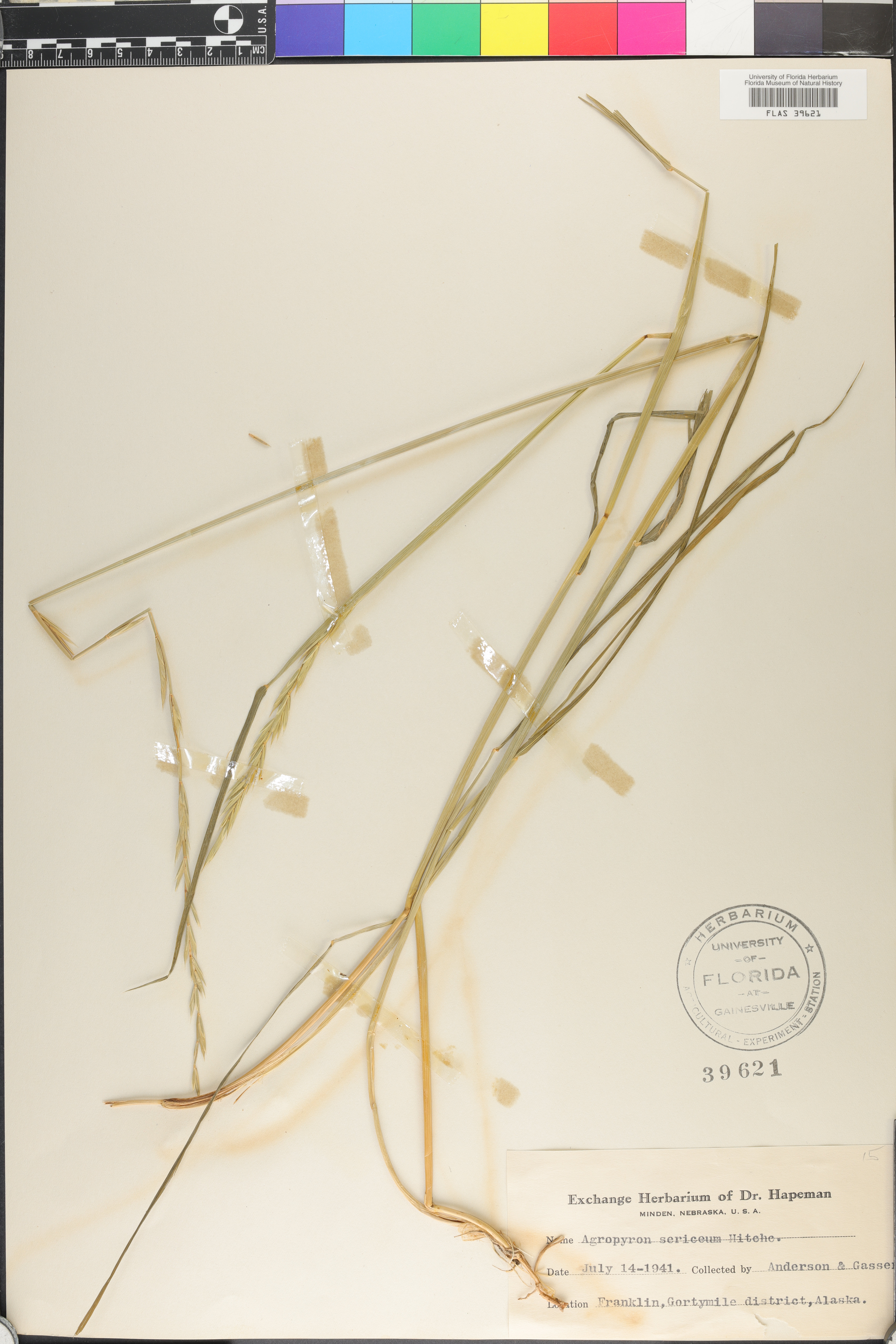 Elymus macrourus image