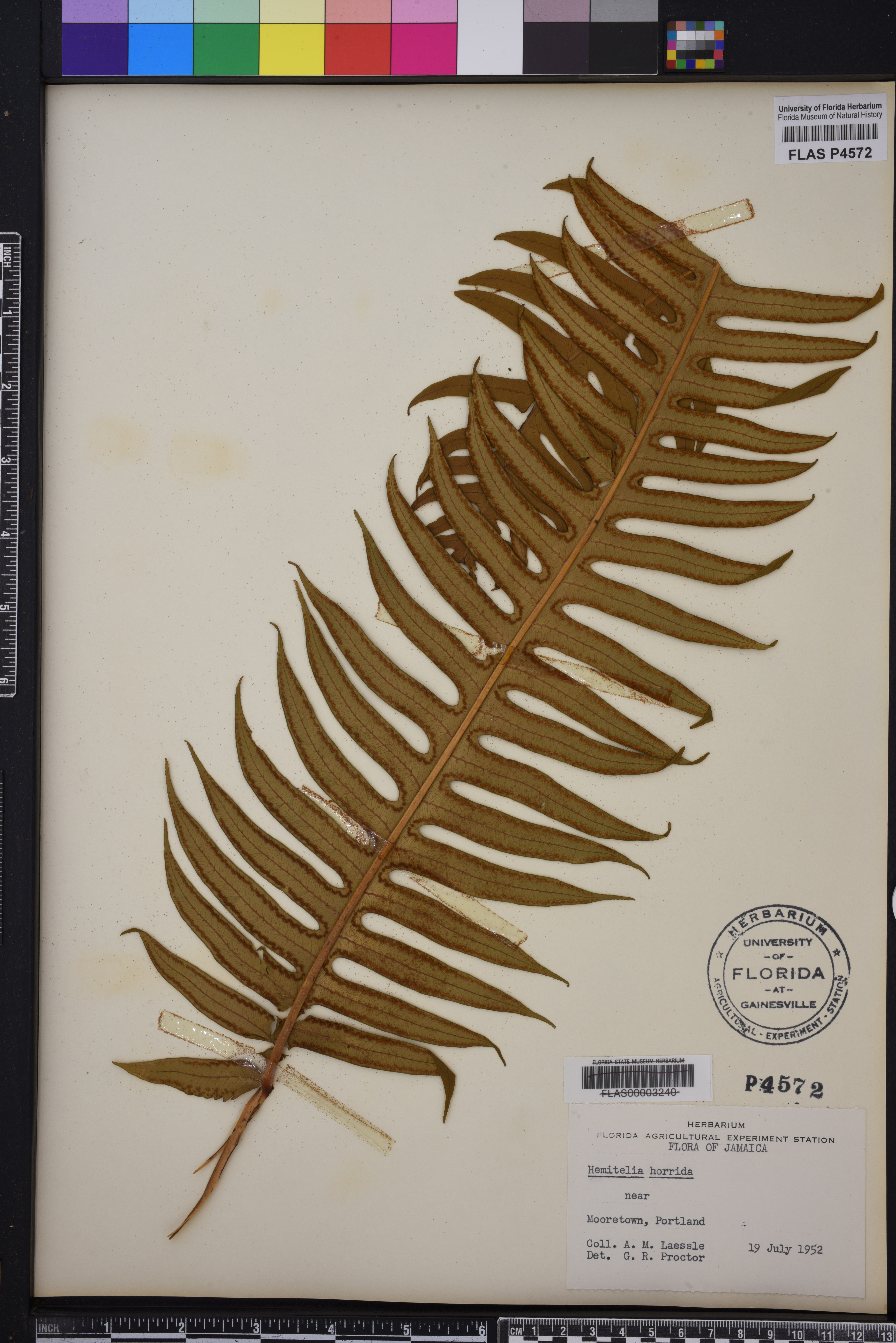 Hemitelia image