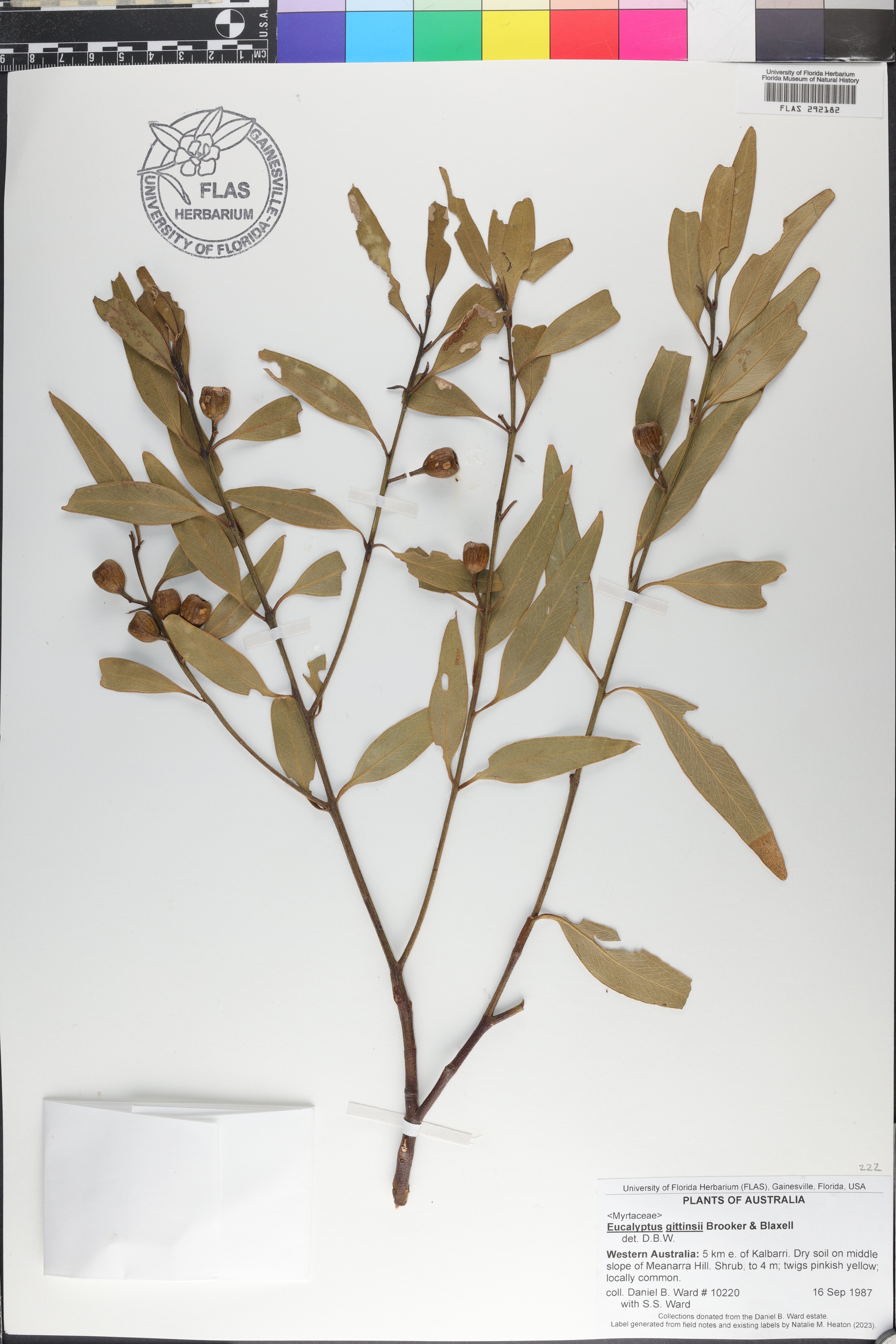 Eucalyptus gittinsii image