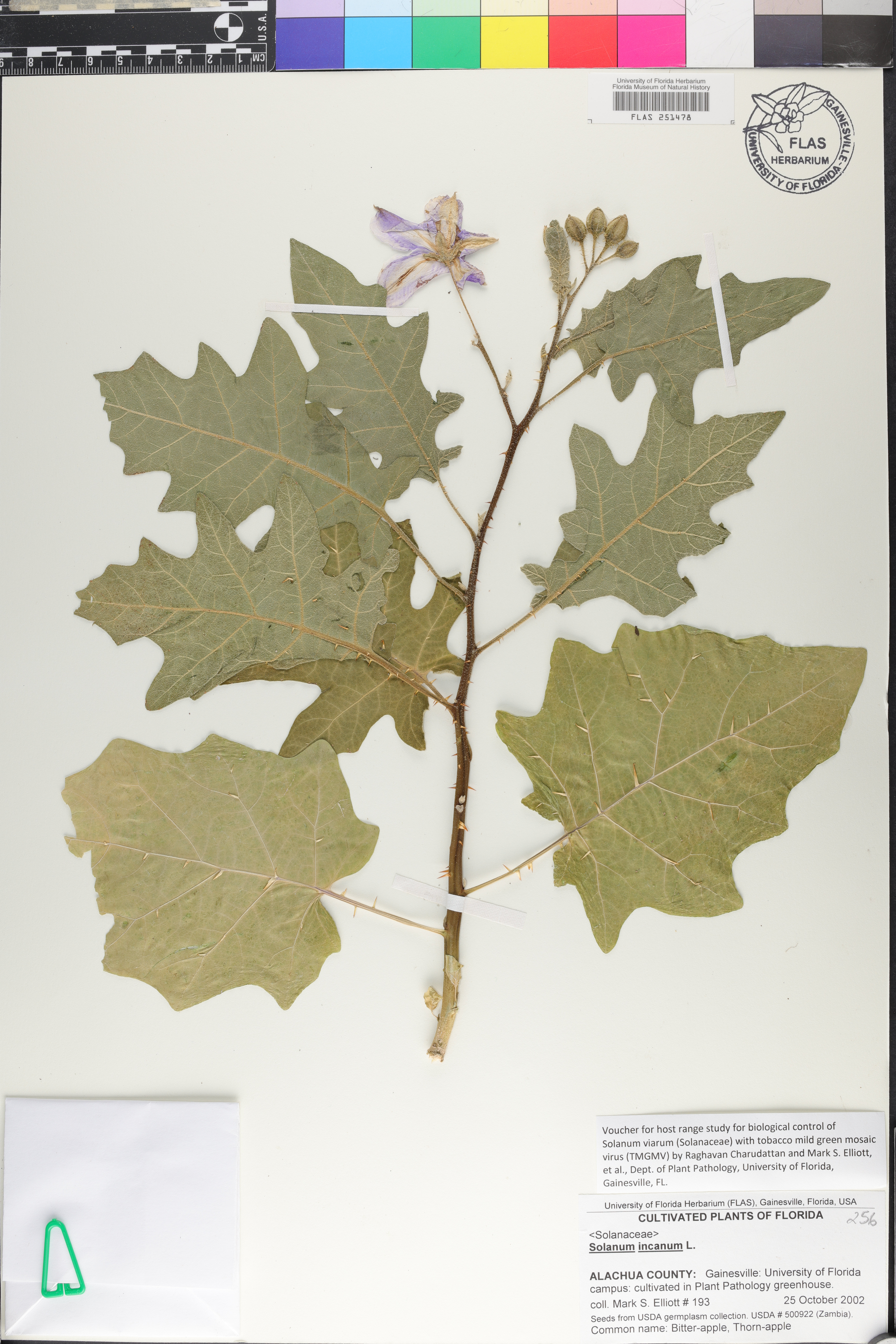 Solanum cerasiferum image