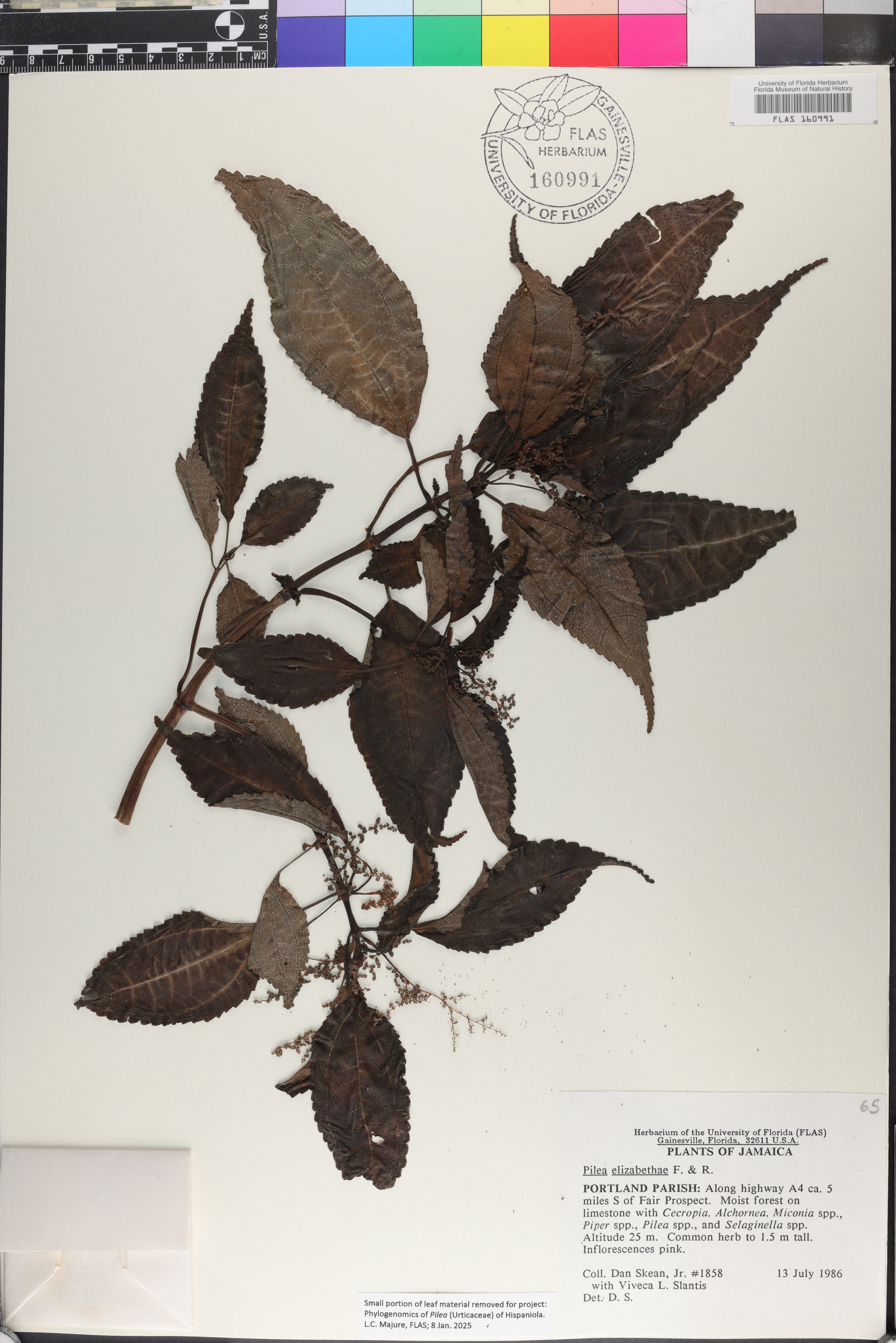 Pilea elizabethae image