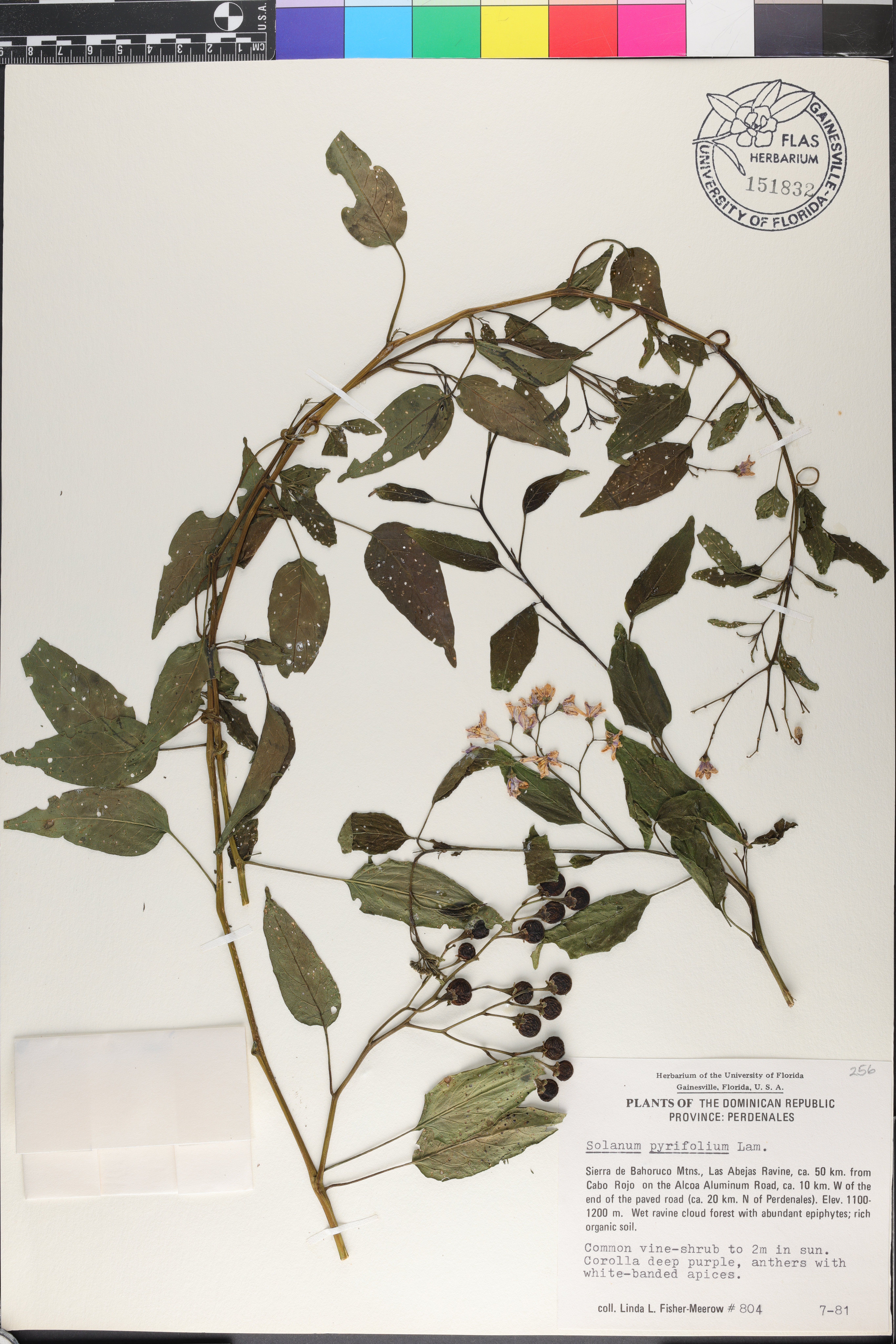 Solanum pyrifolium image