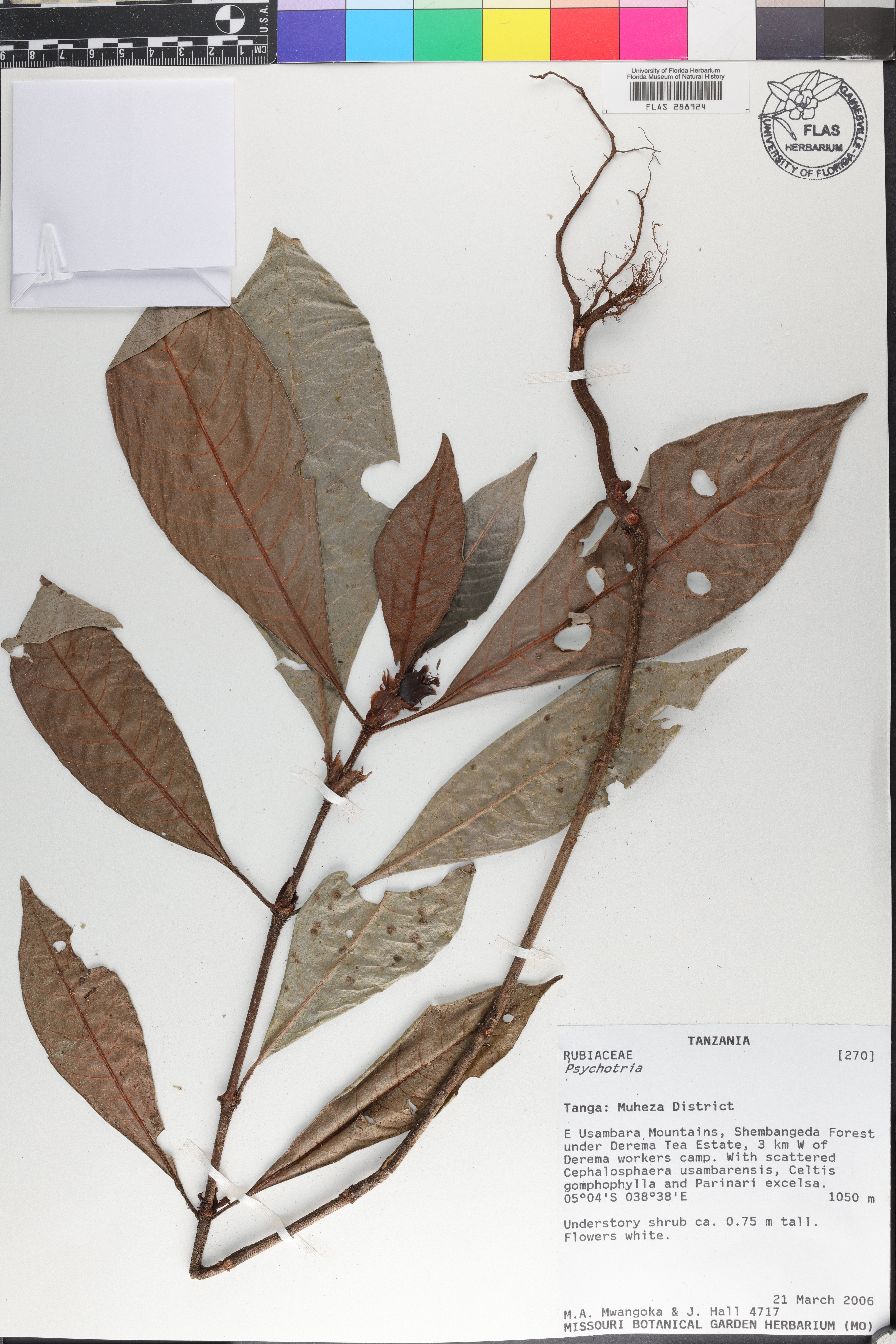 Psychotria pocsii image
