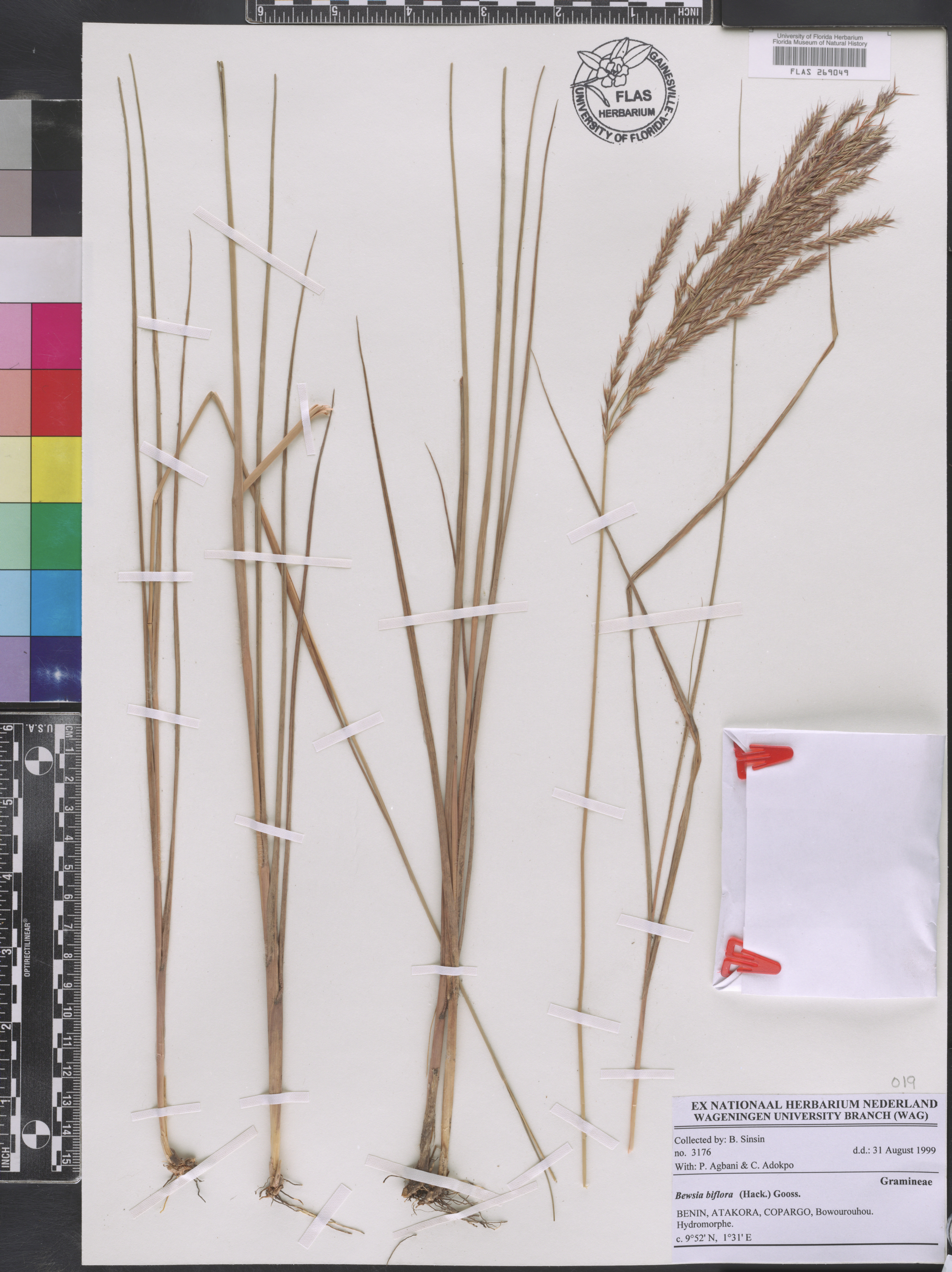 Bewsia biflora image