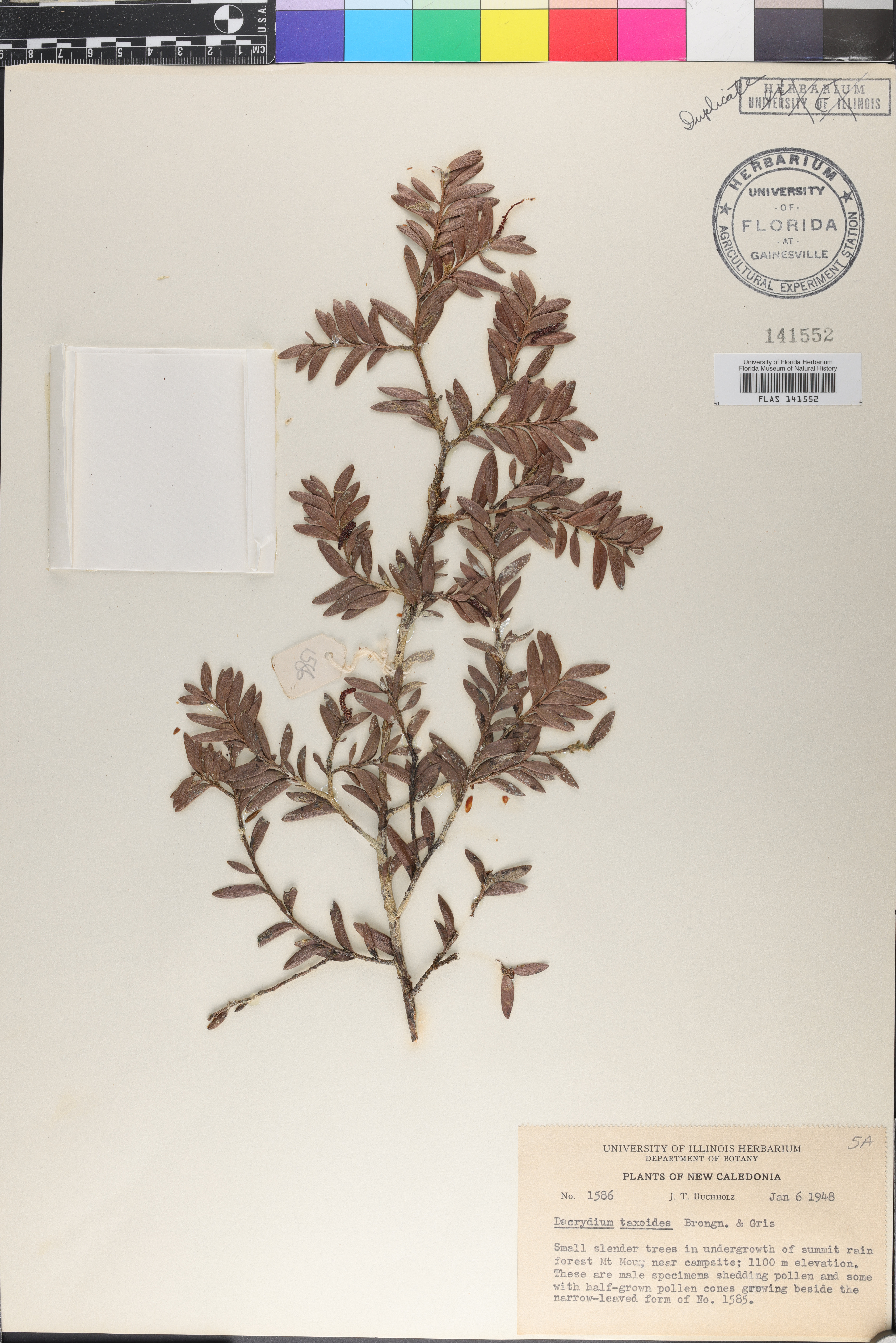 Dacrydium taxoides image